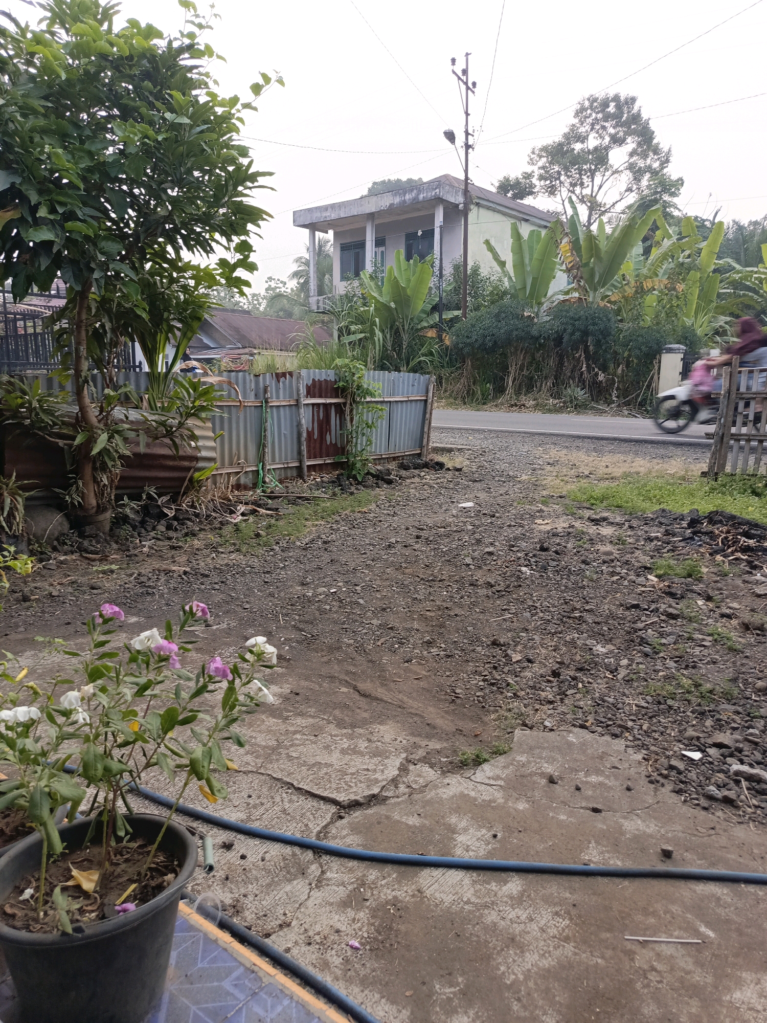 In Ulak Tanding, Indonesia, a motorcycle carrying two individuals passes by a rural roadside. The scene captures a dry, gravelly path leading towards a street. On the left, a galvanized metal fence separates the path from a property with a large tree and vegetation. In the distance, a two-story building stands amidst banana trees and other tropical foliage. The sky is overcast, suggesting a diffused light. In the foreground, a potted plant with pink and white flowers sits on a cracked concrete surface, with a blue hose extending across the ground. The overall impression is of a humble, semi-urban environment with agricultural elements.