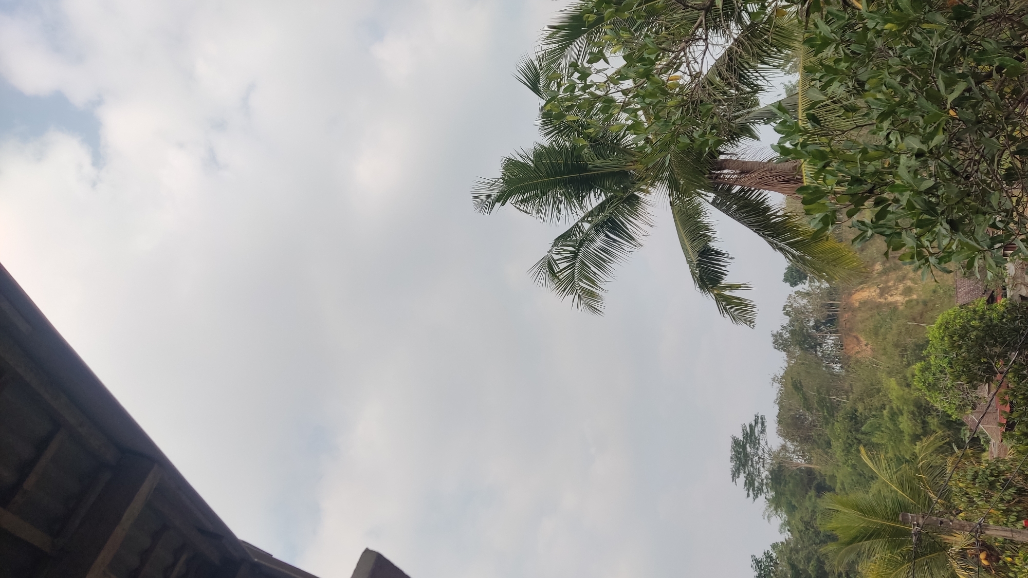 The image depicts an outdoor scene from a slightly elevated perspective, possibly a porch or balcony, in Ngadiharjo, Indonesia. The foreground is dominated by the dark wooden beams of a roof structure on the left, angled to reveal a pale, cloudy sky. In the midground, a tall coconut palm tree with lush green fronds stands prominently, its trunk a textured brown. To the right of the palm, another dense green tree with broad leaves partially obscures the view.
The background reveals a hilly landscape covered in dense vegetation. A landslide or eroded section of the hillside is visible, showing earthy tones of brown and yellow. The terrain is characterized by rolling hills dotted with various trees, including what appears to be a tall deciduous tree with lighter green foliage towards the top of the hill. In the lower portion of the background, glimpses of traditional Indonesian rooftops, likely from houses, are visible amongst the greenery. The overall impression is a rural or semi-rural setting with abundant natural elements. There are no people or animals visible in the image. The lighting suggests an overcast or hazy day.