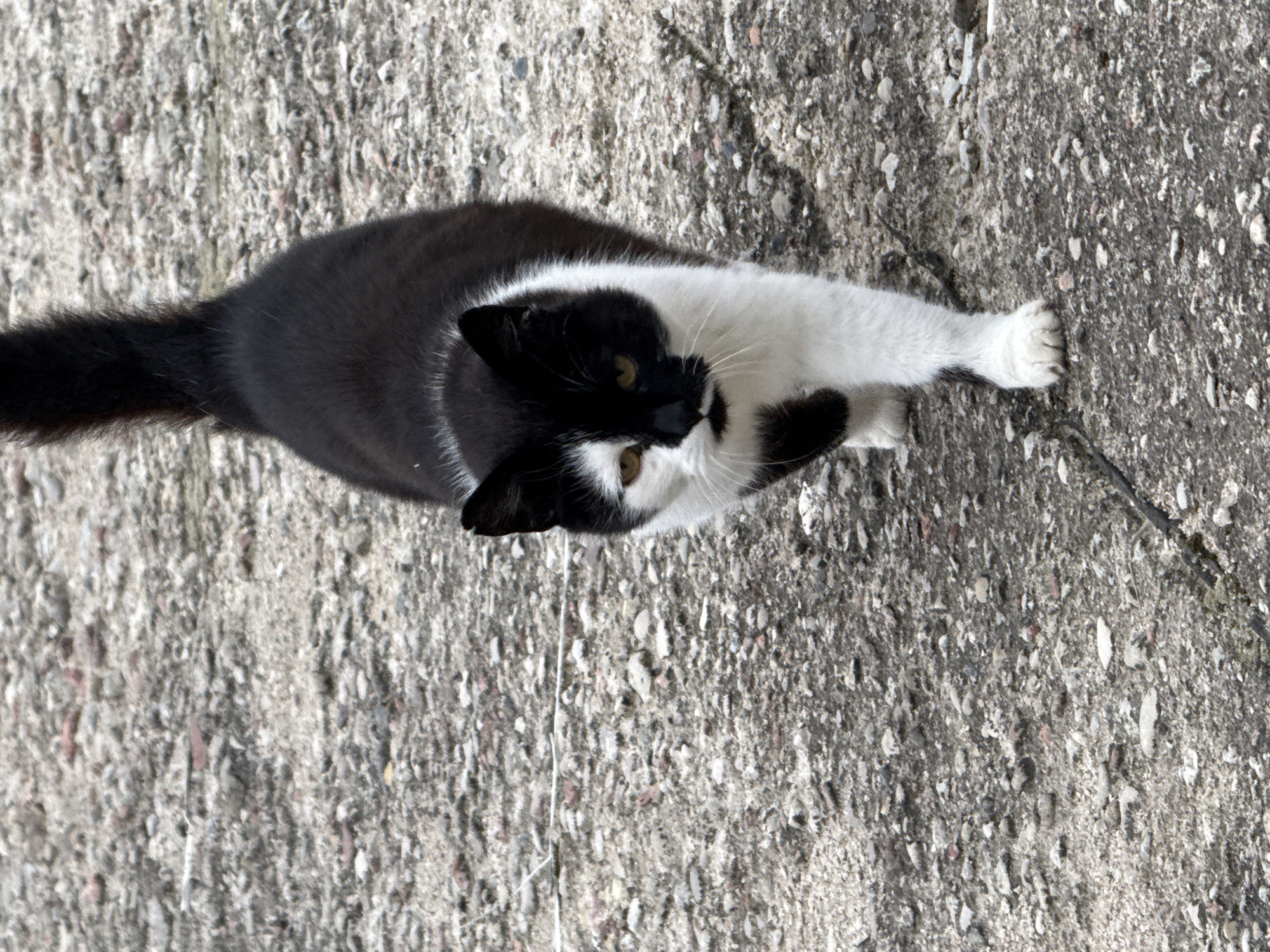 A black and white cat walks on a rough, gray, stony surface, likely a sidewalk or road. The cat is facing forward, its head slightly turned to the left. Its fur is predominantly black on the back and tail, with a white chest and front legs. The face has a distinctive black patch covering the right side of its nose and eye, with the left side being white. The cat's tail is held high and appears fluffy. The background is out of focus, but suggests an outdoor environment with similar stony texture. The location is specified as Vikraičiai, Lithuania.