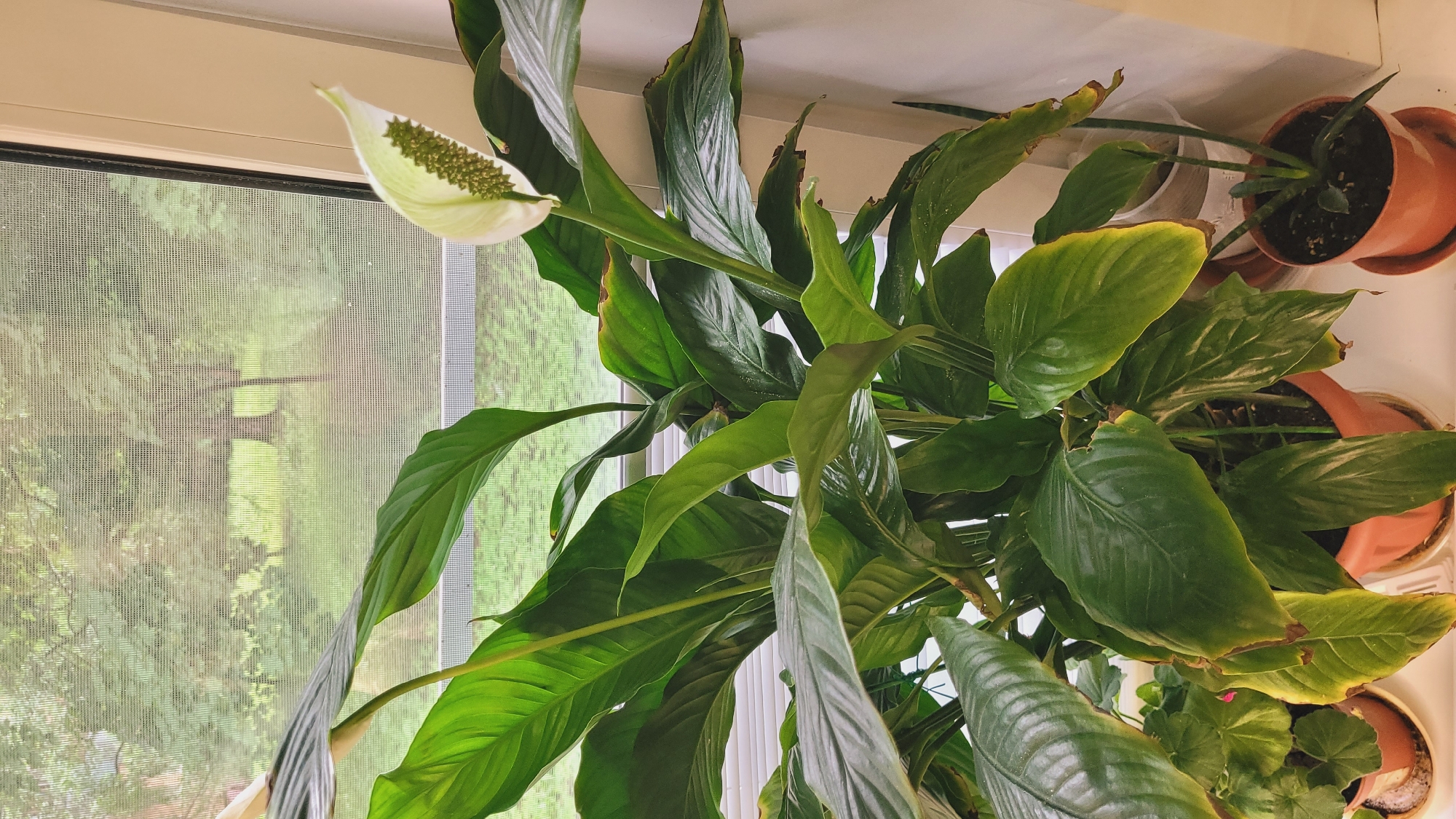 A close-up, indoor shot shows a peace lily plant with large, glossy green leaves and a white spathe surrounding a green spadix. The plant is in a brown plastic pot and appears to be near a window, as indicated by the blurry green foliage and a tree visible through a screen outside. The light appears to be natural, coming from the window. The plant has some browning on the edges of its leaves.