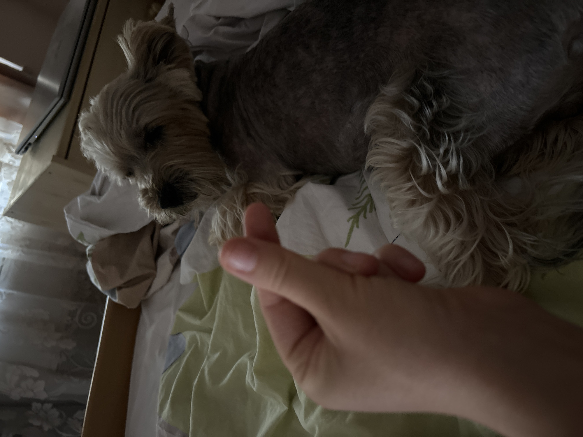 A person's hand is in the foreground, forming a heart shape with their thumb and index finger. Beyond the hand, a small, light-brown dog with shaggy fur is lying down on a bed. The dog's head is turned to its left, and it appears to be resting. The setting is indoors, likely a bedroom, with the bed covered in light-colored sheets and what appears to be a duvet with a subtle green floral pattern. The lighting suggests it might be daytime, with soft light coming from an unseen source, casting shadows and creating a somewhat dim atmosphere. The overall mood is relaxed and intimate, possibly conveying affection towards the dog, which is a common gesture of love or appreciation. There are no visible text elements in the image. The location context of Budva, Montenegro, does not provide specific visual cues within the image itself.