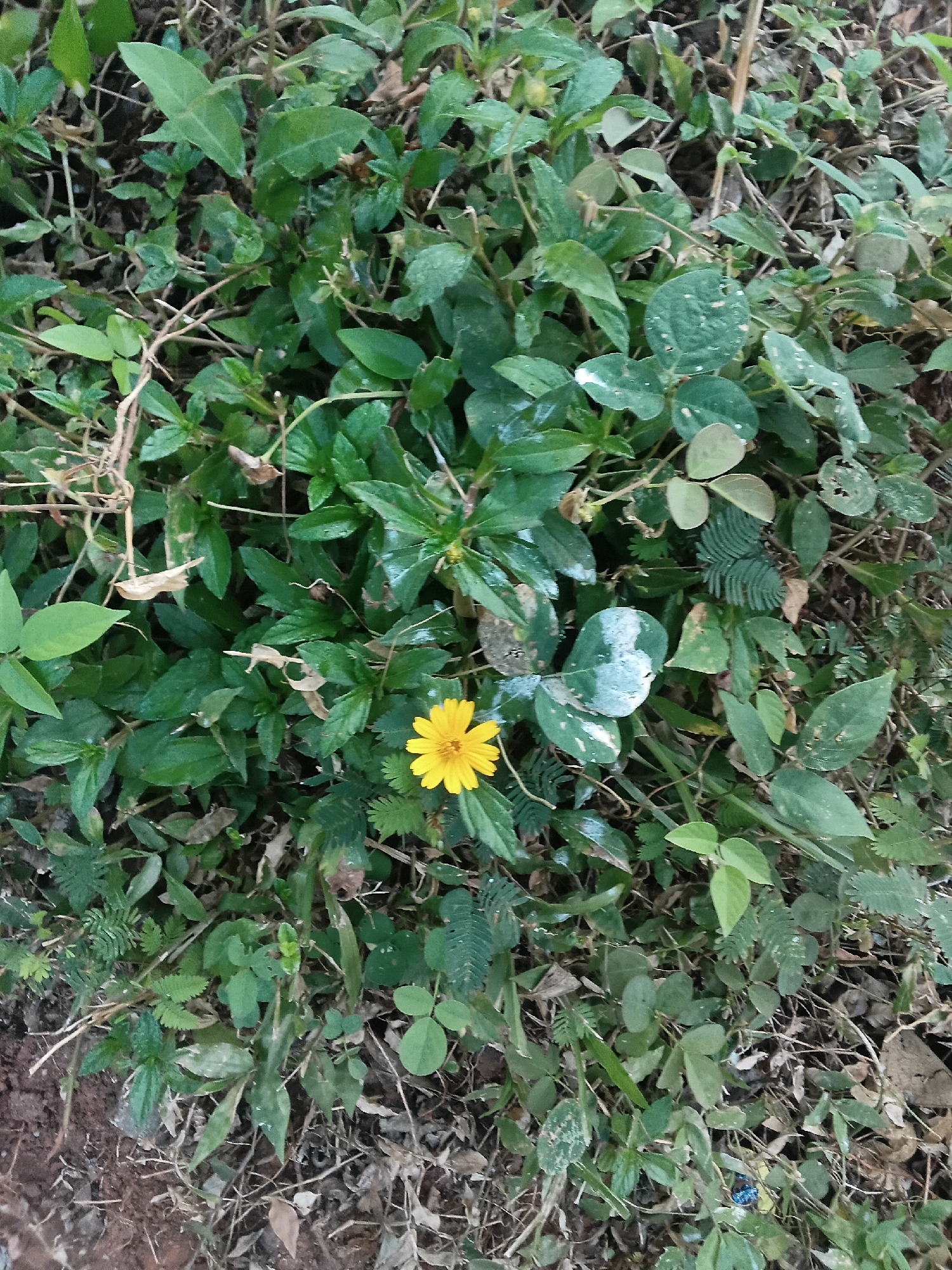 A single yellow wildflower with pointed petals is centered in the lower half of the frame, nestled amongst a dense carpet of lush green foliage and dry brown leaves. The ground is predominantly covered in vegetation, with patches of dark brown soil visible. The environment appears to be a natural outdoor setting, possibly a garden or a wild area within Chalissery, India. There are no people or animals present in the image. The lighting suggests it is daytime, with soft natural light illuminating the scene.