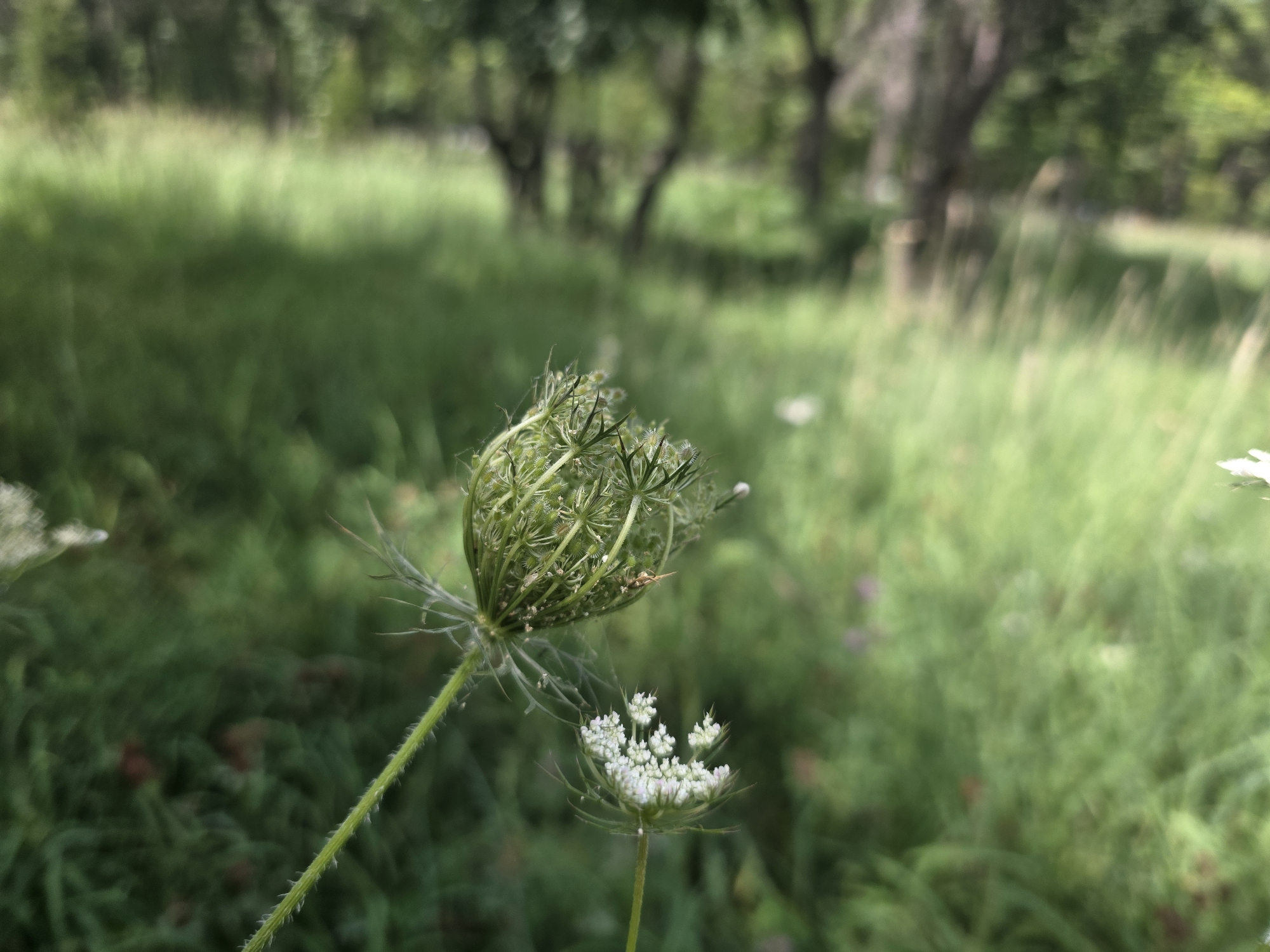 This is a close-up, eye-level, medium shot of two Queen Anne's Lace flowers in a grassy field. The flower in the foreground is slightly out of focus, with a delicate white bloom. The flower behind it is in sharp focus, its green, spiky seed head filling the left side of the frame. The background is a soft blur of green grass and trees, suggesting a natural, unmanicured environment. The lighting is natural and diffused, indicating an overcast day or shade. There are no people or animals visible in the image. The overall impression is one of natural beauty and tranquility. The scene is consistent with the natural landscape found in areas on the outskirts of Bishkek City, Kyrgyzstan, where wild flora commonly thrives in undeveloped or minimally managed green spaces.