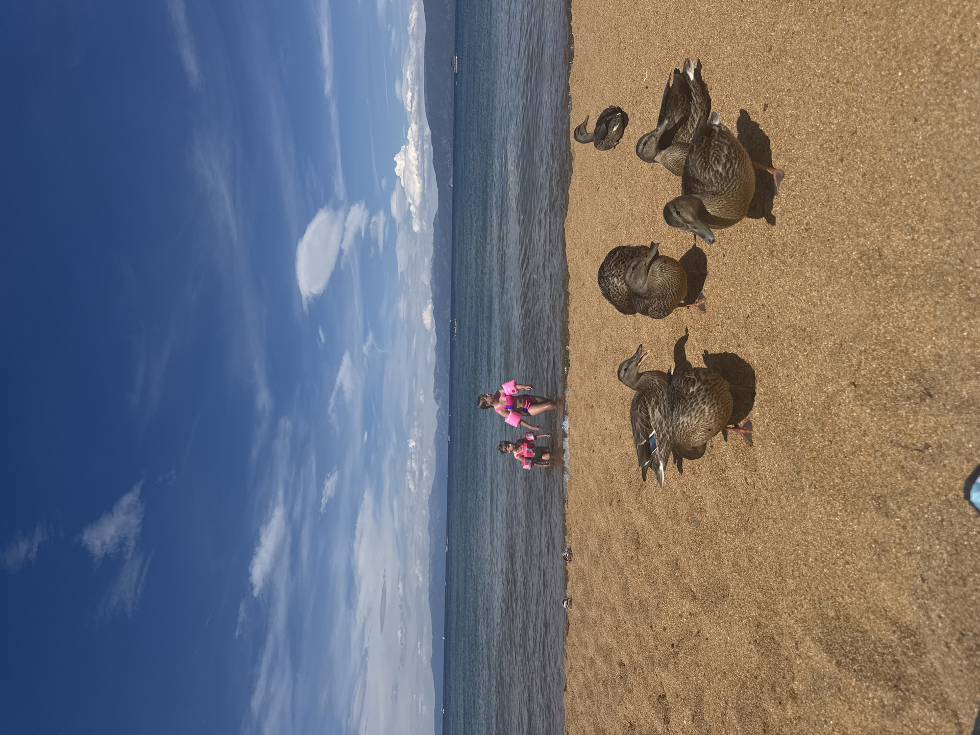This image depicts a sunny day at a beach, likely a lake, with a sandy shore. In the foreground, several ducks are gathered on the sand. In the background, two young children wearing pink flotation devices are wading in the shallow water. The water extends to a distant shoreline lined with mountains. The sky is blue with scattered white clouds. The location is the city of Spring Creek, United States.
