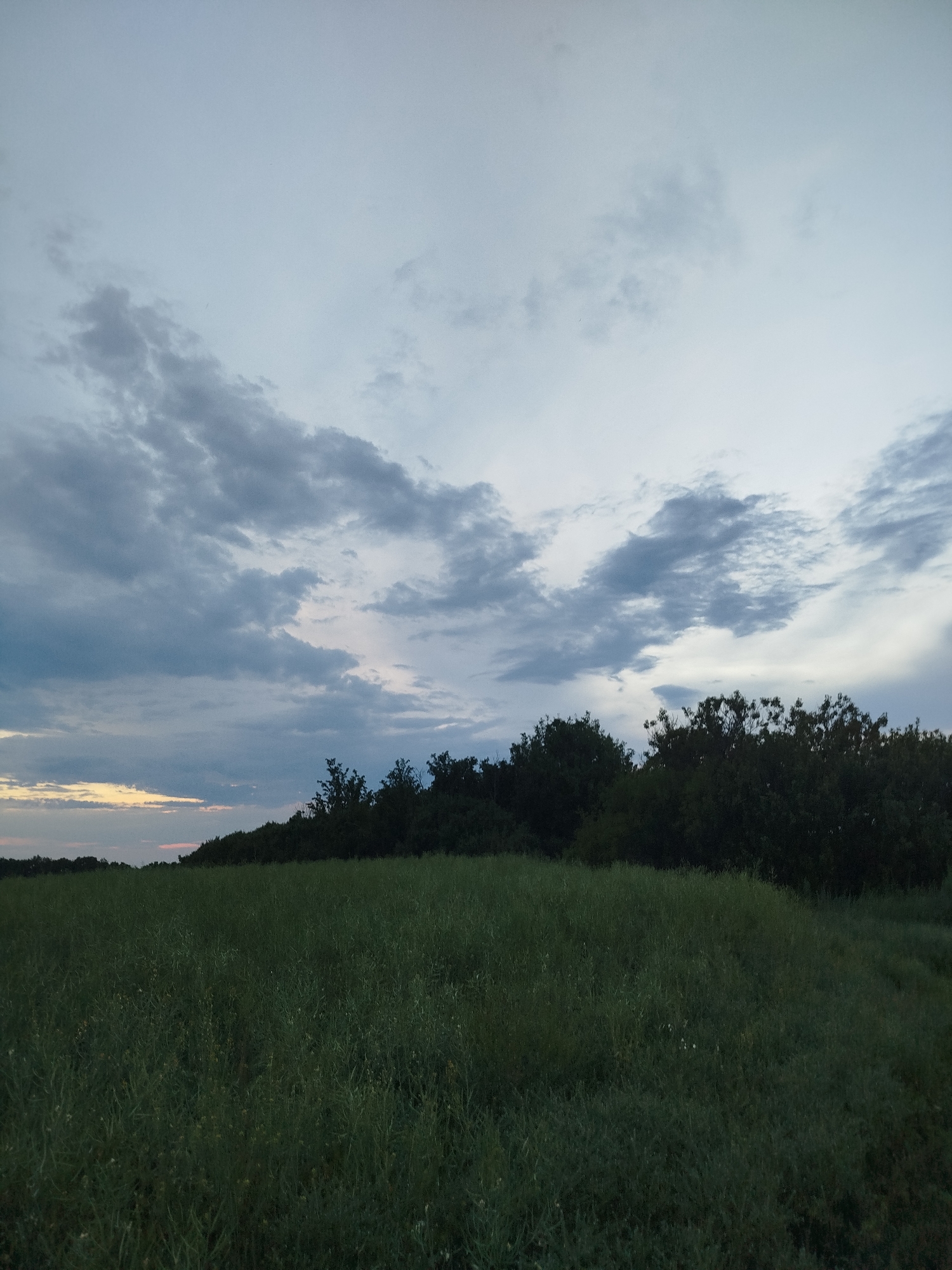 This image presents a wide, rural landscape in Ustyvytsia, Ukraine, captured during either dawn or dusk under an overcast sky. The foreground and midground are dominated by a dense, dark green field of vegetation, appearing to be crops or tall grass, extending across the lower half of the frame with a generally uniform texture. In the background, a thick, dark treeline composed of numerous deciduous trees forms a horizontal barrier between the field and the horizon, rendered as a silhouette against the sky. The sky above is largely covered by grey stratocumulus clouds, exhibiting varied densities and shapes. Towards the far left of the horizon, a narrow band of sky displays subtle warm tones of pale yellow, orange, and pink, suggesting the sun's position just below the cloud line. No individuals, animals, or man-made structures are visible within the depicted environment. The scene is characterized by soft, diffused lighting and muted colors.