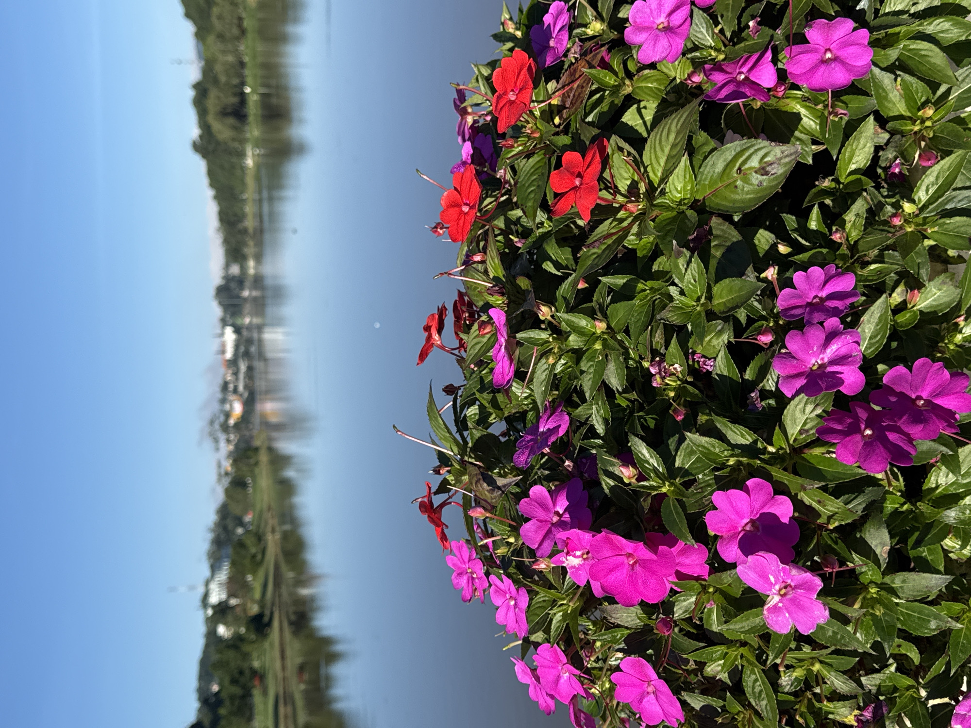 The image displays a close-up view of a cluster of vibrant pink and red impatiens flowers in the foreground, with a calm body of water reflecting a clear blue sky in the background. On the far shore of the water, a tree-lined embankment is visible, dotted with buildings and structures that suggest an urban or semi-urban setting. This scene is consistent with the landscape found around Xuan Huong Lake in Da Lat, Lâm Đồng province, Vietnam, known for its picturesque beauty and abundant flower gardens. No people are present in the image.