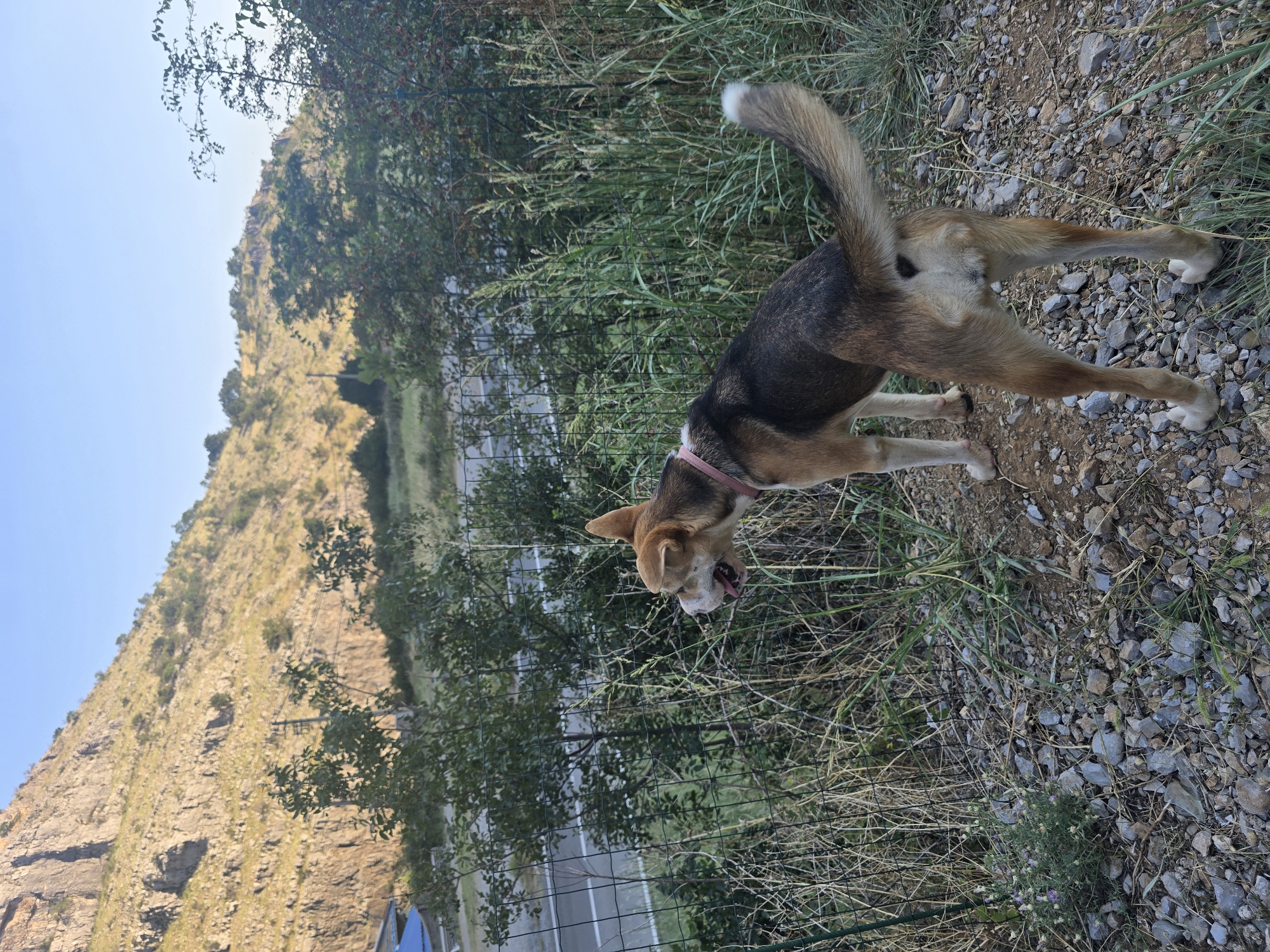 In Podgorica, Montenegro, a medium-sized mixed-breed dog with brown and black fur, wearing a pink collar, stands facing right in a rural area. The dog is positioned on a gravel path with dry grass and some small green plants around it. Behind the dog, there is a black mesh fence, beyond which is an area with more vegetation and a road. In the background, a large, rocky, and sparsely vegetated hill dominates the landscape under a clear blue sky. The lighting suggests it is daytime, possibly late afternoon, given the warm tones on the hill.