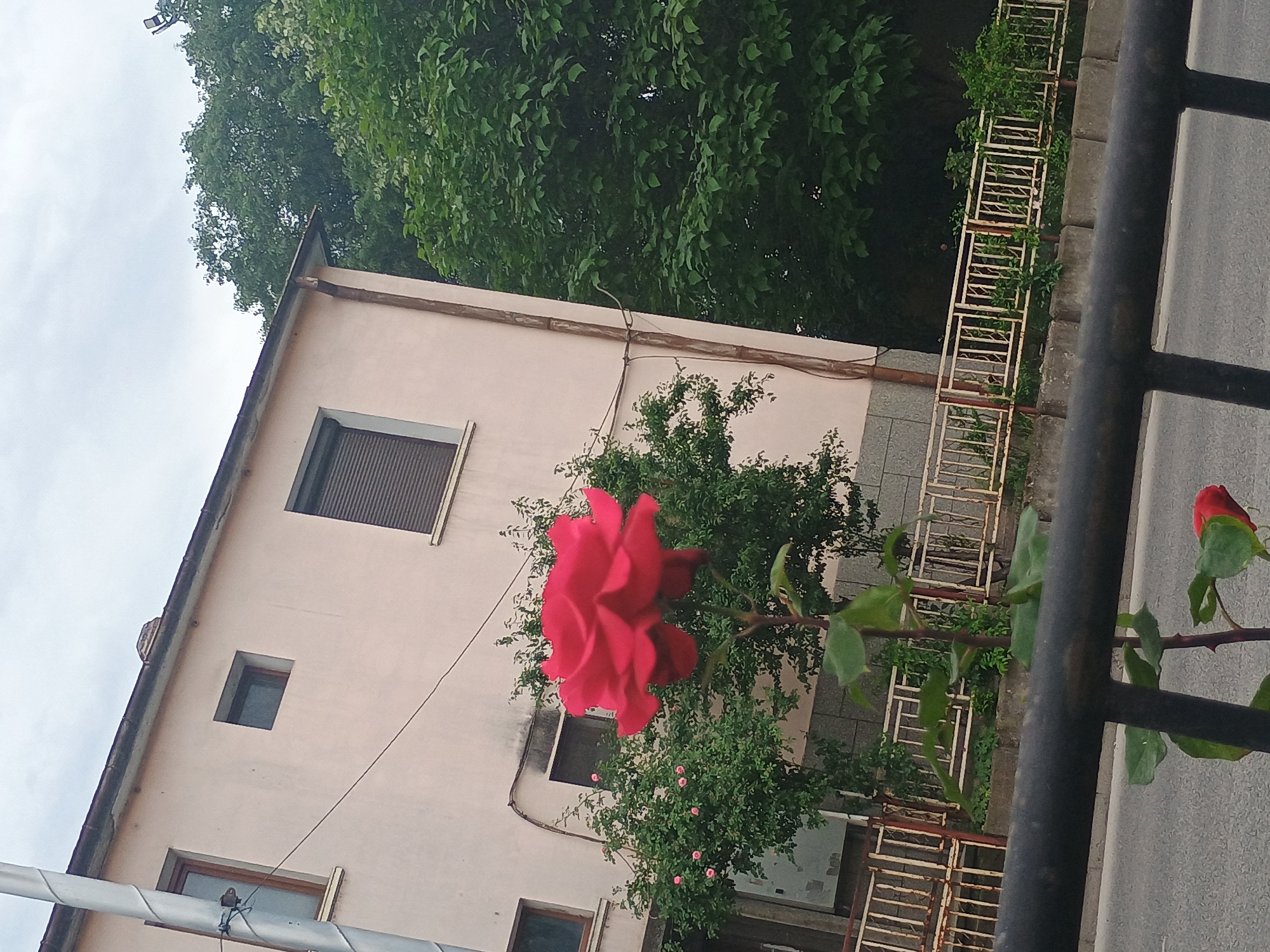 A low-angle shot captures a pale pink building adjacent to a road, potentially in an urban setting in Unknown, Unknown. Lush green trees canopy the top portion of the scene, contrasting with the building's facade, which features closed window shutters. A vibrant red rose bush stands prominently in the foreground, its blooms and buds adding a splash of color against the muted tones of the building. A dark metal railing or fence is visible to the right, partially obscuring the view. The scene appears calm and still, with an overcast sky suggesting a cloudy day. The architecture suggests a residential area, complemented by the natural elements of trees and flowers.
