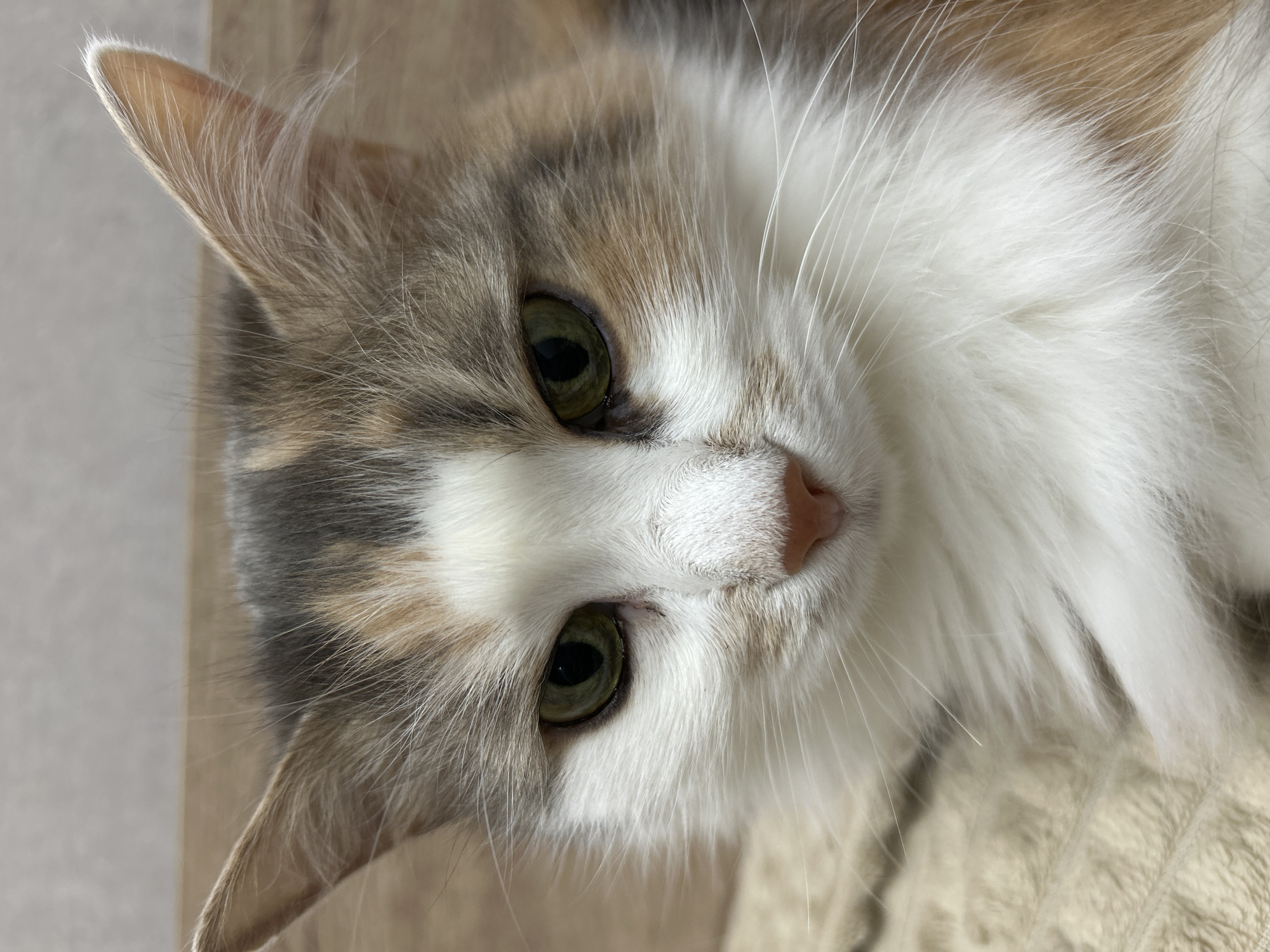 A close-up, head-on shot captures a calico cat's face, gazing directly at the camera. The cat has green eyes, a pink nose, and a fluffy coat with patches of white, grey, and orange. The background is blurred, featuring a textured, light-colored blanket and a wooden surface. The lighting is soft, illuminating the cat's face and highlighting its fur. There are no people or other animals visible in the image. The scene is indoors, possibly in a home environment.