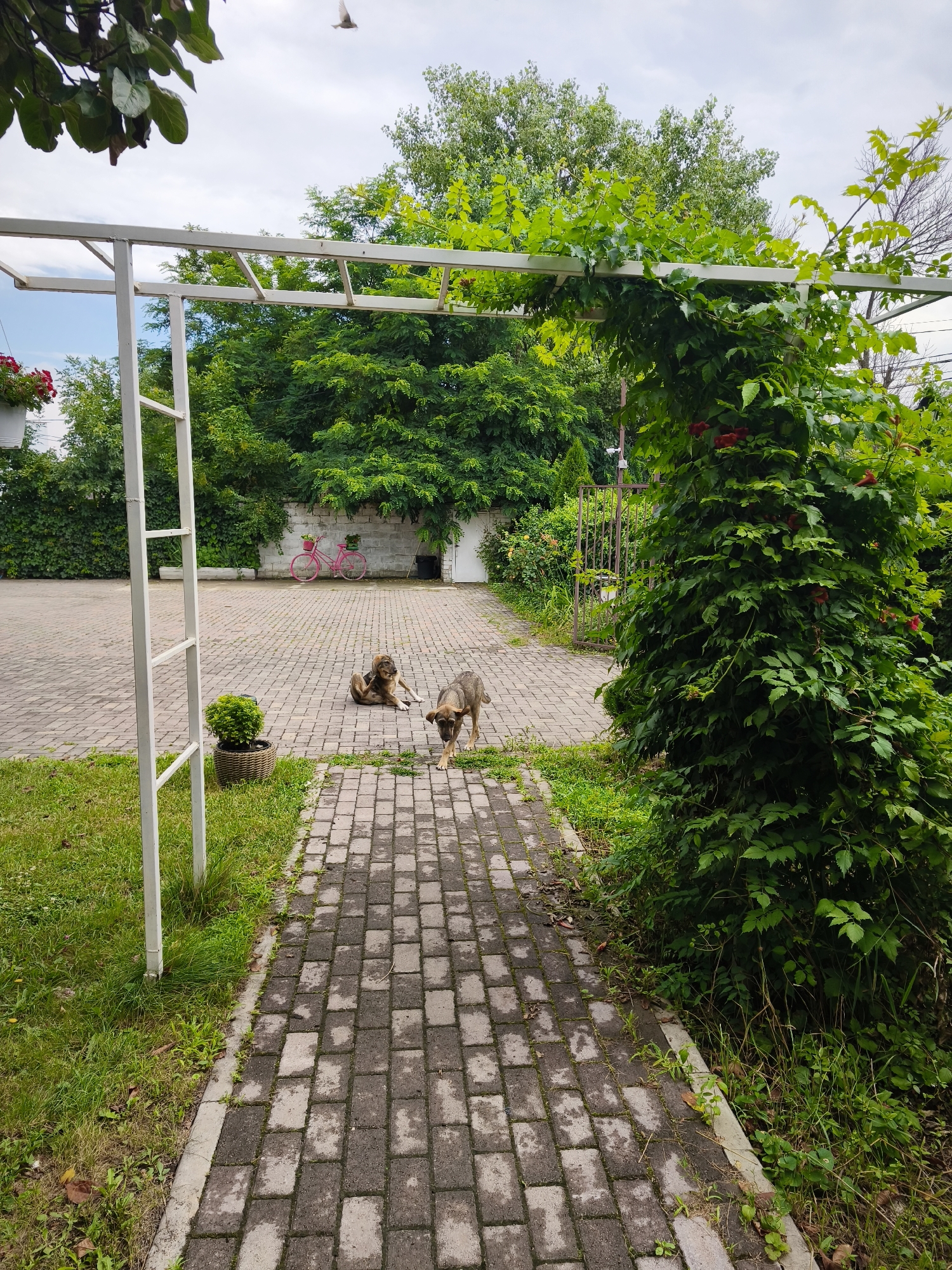 Two dogs are in a courtyard with a paved walkway. One dog is sitting while the other is walking towards the camera. In the background, there is a pink bicycle leaning against a brick wall, and a lush green tree arches over a portion of the walkway. The scene appears to be in a residential area.