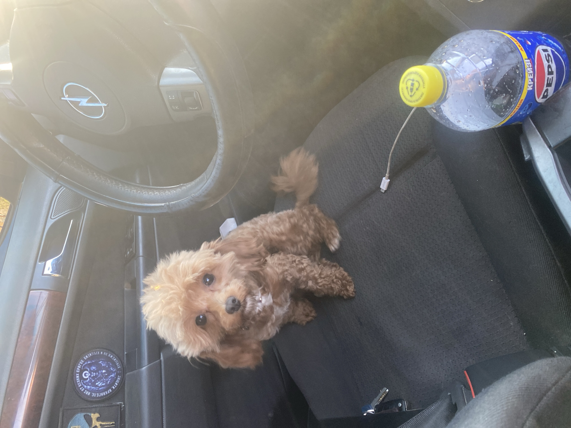 A small, brown poodle sits on the black fabric seat of a car. The dog has a yellow clip on its head. To the left of the dog, on the car door panel, are two patches. The left patch is dark with a skull image. The right patch is round and blue with intricate white designs. In the background, the car's steering wheel is visible, with a silver emblem in the center. A clear plastic bottle of Pepsi is on the seat to the right of the dog, and a charging cable extends from it to the left. The scene appears to be in a car interior, possibly parked. The provided coordinates indicate the location is in the city of Dnipro, Ukraine.