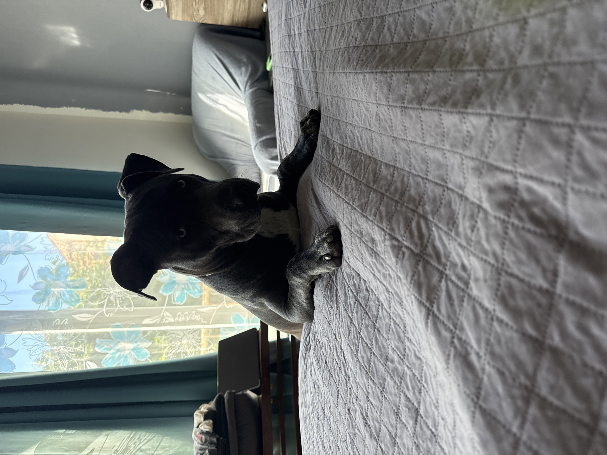 The image depicts a dark-colored dog with a white chest, possibly a pit bull or similar breed, standing on a bed with a light gray quilted bedspread. The dog is leaning over the edge of the bed, with its paws resting on the surface. Behind the dog, a window with floral-patterned curtains can be seen. The scene appears to be indoors, possibly a bedroom, with a glimpse of a bedside table and other furniture in the background. The image does not depict the city of Varna, Bulgaria, or provide any clues about its location.