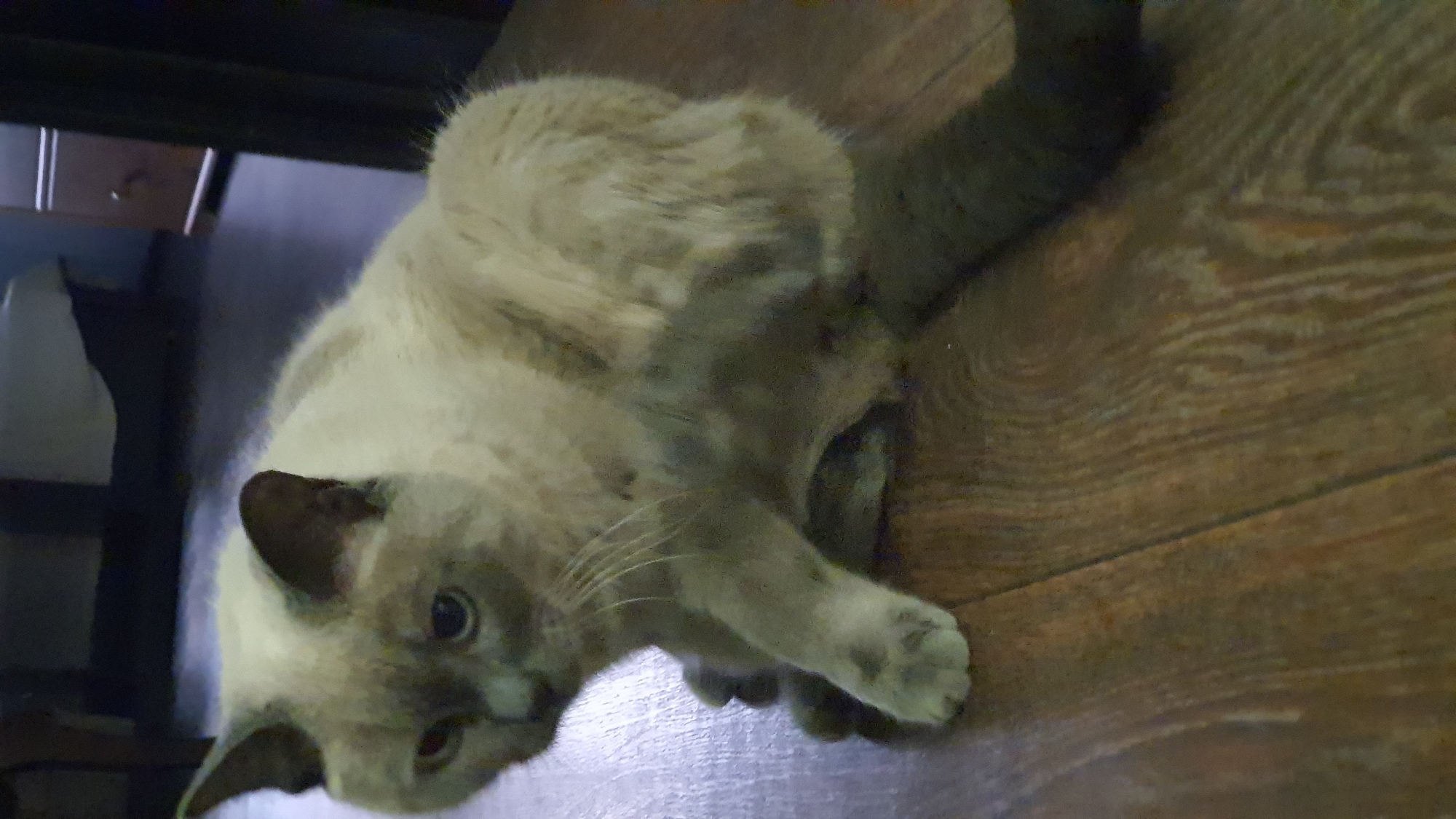 A Siamese cat with light fur and darker points on its ears and tail sits on a wooden floor. The cat is looking towards the left of the frame with its body angled slightly away. The environment appears to be indoors, with furniture visible in the background, suggesting a domestic setting. There is no information that would indicate the specific location within Krasnoyarsk, Russia.
