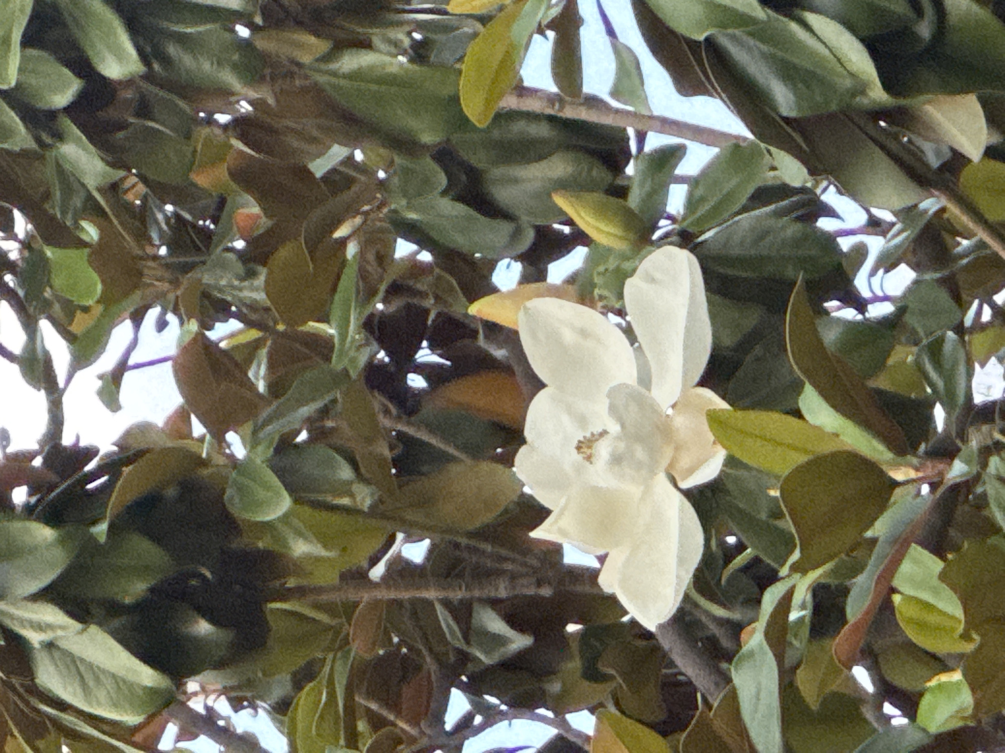 The image shows a close-up view of a white magnolia flower blooming among its dark green leaves and brown branches. The flower is in full bloom, with its delicate petals unfurling outwards, revealing a textured center. Several magnolia buds, elongated and pointed, are visible in various stages of development, some appearing yellow-green. The background is filled with a dense canopy of leaves, some of which are tinged with brown, suggesting autumn or a natural variation in the foliage. The sky is visible in small patches through the gaps in the leaves, appearing bright and possibly overcast. The lighting suggests it is daytime, with soft illumination on the flower and leaves. The image is likely taken from a low angle, looking up into the tree. The setting appears to be a natural outdoor environment, possibly a garden or park, within the city of Unknown, Unknown.