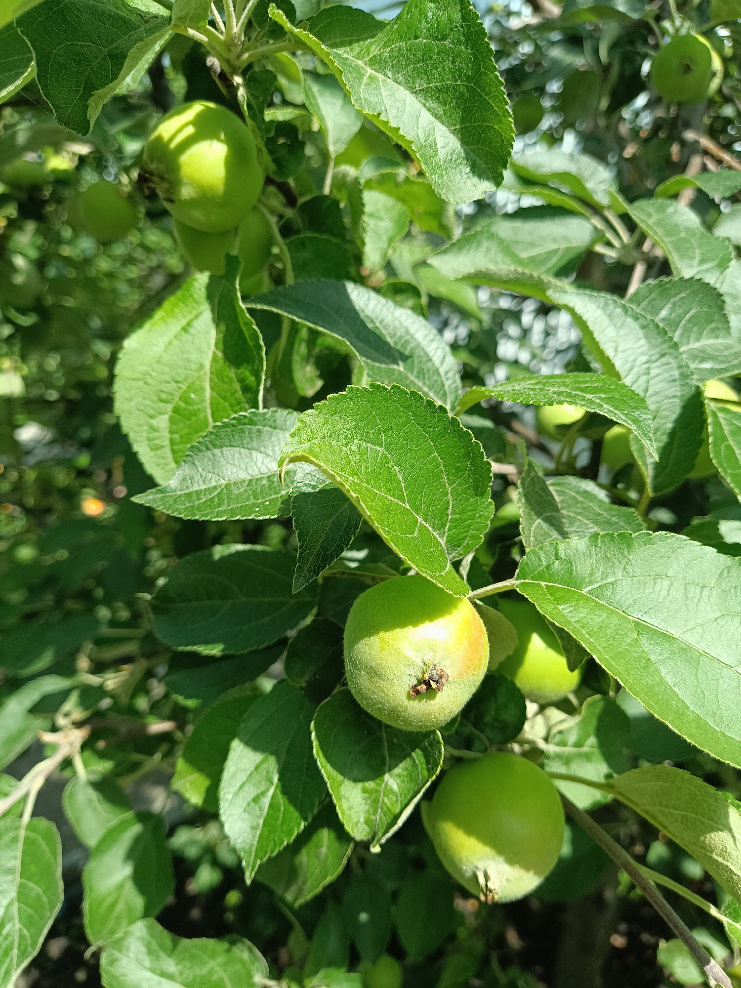 A close-up shot of several small, green apples on a tree branch, set against a background of more green leaves and dappled sunlight. The apples are in various stages of development, with some appearing smoother and others showing a slight blush of red or yellow. The leaves are vibrant green, with visible veins and serrated edges. The image appears to be taken outdoors, likely in a garden or orchard, on a sunny day. The specific location of Shibanovo, Russia is not discernible from the visual elements of the image itself.