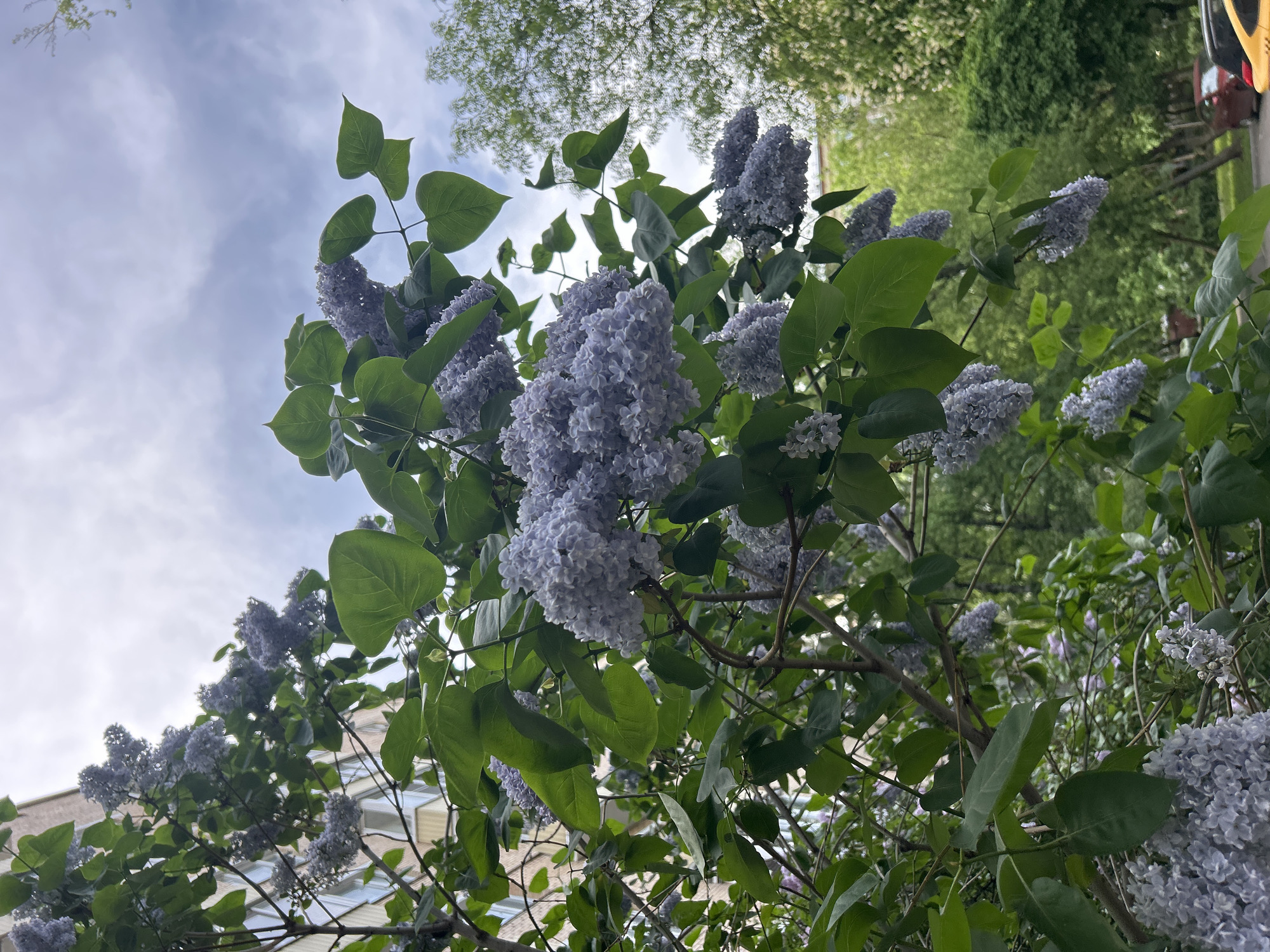 The image shows a lilac bush in full bloom. The bush has large clusters of light purple flowers and bright green leaves. The sky is visible in the background, with some clouds. The location appears to be urban, with a building partially visible.