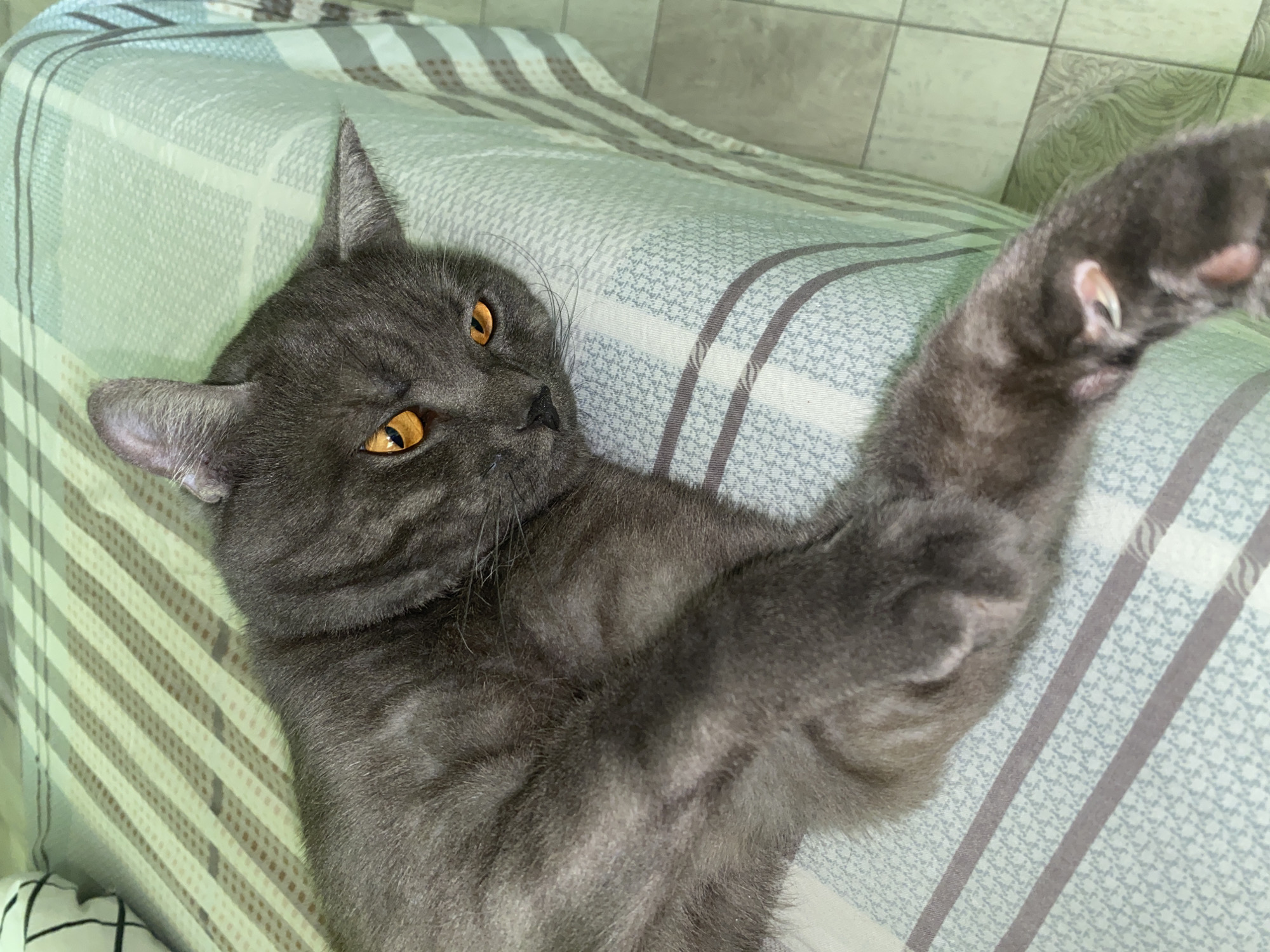 A gray cat with amber eyes lies on its back on a striped bedspread. The cat's left paw is extended upward, displaying its claws. The background suggests an indoor setting. There is no indication of the location being Chaikovsky, Russia.