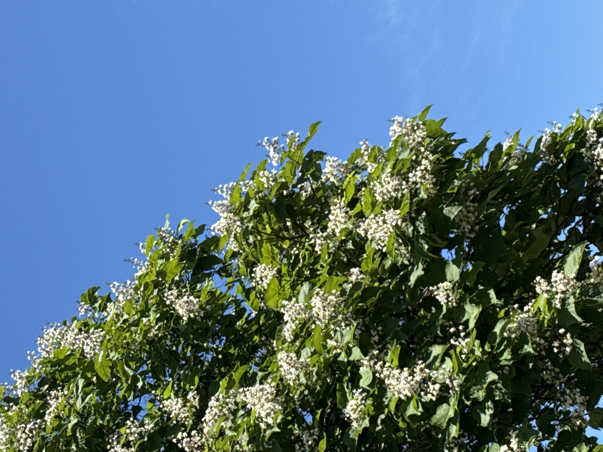 This media file captures a close-up view of a tree with abundant white flowers and green leaves against a bright, clear blue sky. The perspective is looking upwards, showcasing the dense foliage and blossoms that fill the majority of the frame. The small white flowers are clustered together, forming delicate sprays amongst the large, deep green leaves. Sunlight appears to be illuminating the scene, casting subtle shadows and highlighting the textures of the leaves and petals.
The overall impression is one of natural beauty and a pleasant, likely warm day. The clear blue sky suggests fair weather, and the blooming flowers indicate a spring or summer season. Given the location context of Sozopol, Bulgaria, this scene could be part of a park, garden, or natural landscape in the coastal town. There are no people, objects, or text visible in the image. The focus is solely on the flourishing tree, conveying a sense of vibrant life and the beauty of nature. The time of day appears to be daytime, given the bright sky and evident sunlight.