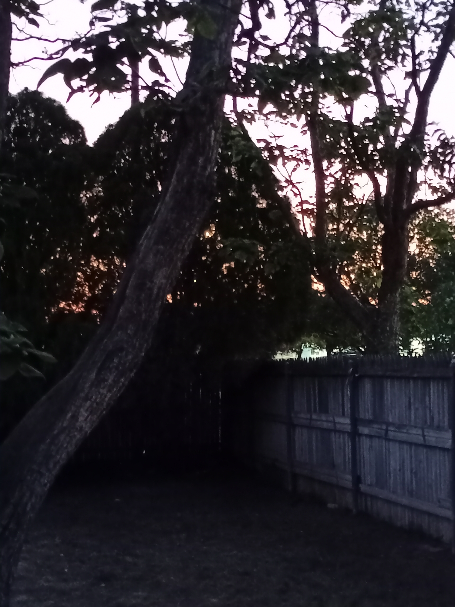 A long shot, outdoor, evening, low-light, ground-level photograph shows a partially obscured, gray, wooden, privacy fence in the right-middle ground. The fence is approximately 6 feet high and runs horizontally across the frame, with vertical slats and thicker, horizontal crossbeams. The fence is a muted, dark blue-gray color. In the left-middle ground, a dark, rough-textured, tree trunk angles upward and to the left, obscuring a large portion of the scene. Behind the fence and the tree trunk, a dense canopy of dark green leaves and branches obscures the background. Interspersed within the leaves and branches, the faint glow of a sunset or dusk can be seen as orange and pink light. The ground in the foreground is dark and appears to be covered with grass or dirt. The overall scene is very dark, with limited visibility due to the low light conditions. The image does not contain any identifiable people, animals, or specific landmarks that would indicate a location in Amarillo, United States of America.