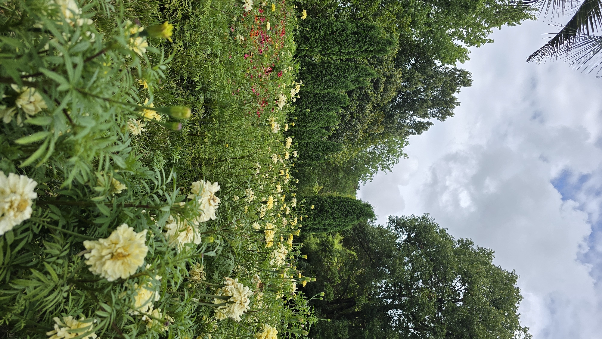 This is a vertical, medium shot photograph taken in Sirius, Russia. The image depicts a vibrant flower garden with a variety of blooming flowers, primarily in shades of yellow and white, with some red flowers interspersed. The flowers are densely packed, creating a lush carpet of color. In the background, a row of tall, conical evergreen trees creates a formal, manicured line, contrasting with the wilder appearance of the flowerbeds. Behind the evergreens, a dense forest of deciduous trees can be seen, their foliage a mix of greens. The sky above is overcast with a few patches of blue visible through the clouds, suggesting a typical summer day. The foreground is filled with the textured leaves and petals of the flowers, with some buds also visible, indicating ongoing growth. The overall scene is one of natural beauty and a well-maintained garden setting.