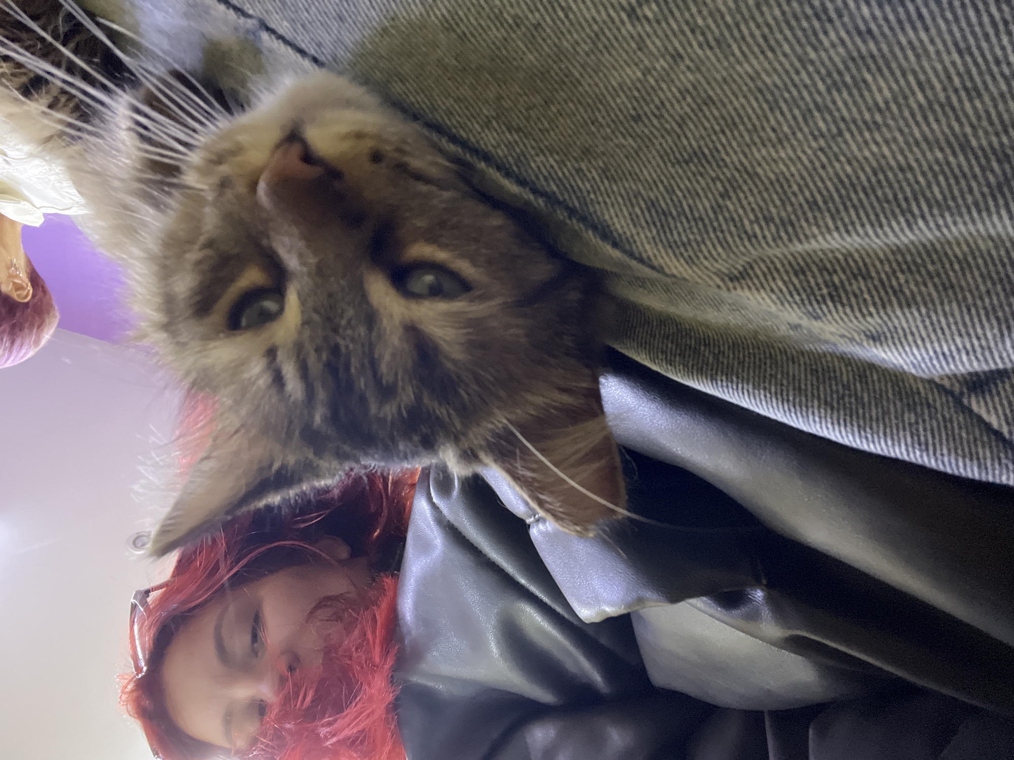 A cat is looking down at a person with red hair. The person is wearing a black leather jacket. The cat is brown and gray tabby. There is denim above the cat. The location is unknown; it is not possible to determine if this image was taken in Asenovgrad, Bulgaria.