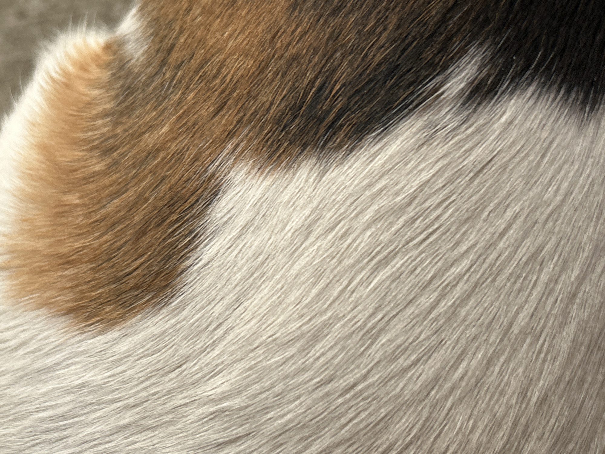 The image is a close-up, abstract view of animal fur. The fur is multi-colored, featuring patches of white, brown, and black. The texture is soft and appears to be long. The lighting suggests an outdoor environment, possibly in Krumovo, Bulgaria, due to the natural light and the context provided. There are no people, specific objects, or discernible actions visible. The focus is entirely on the intricate patterns and textures of the fur.