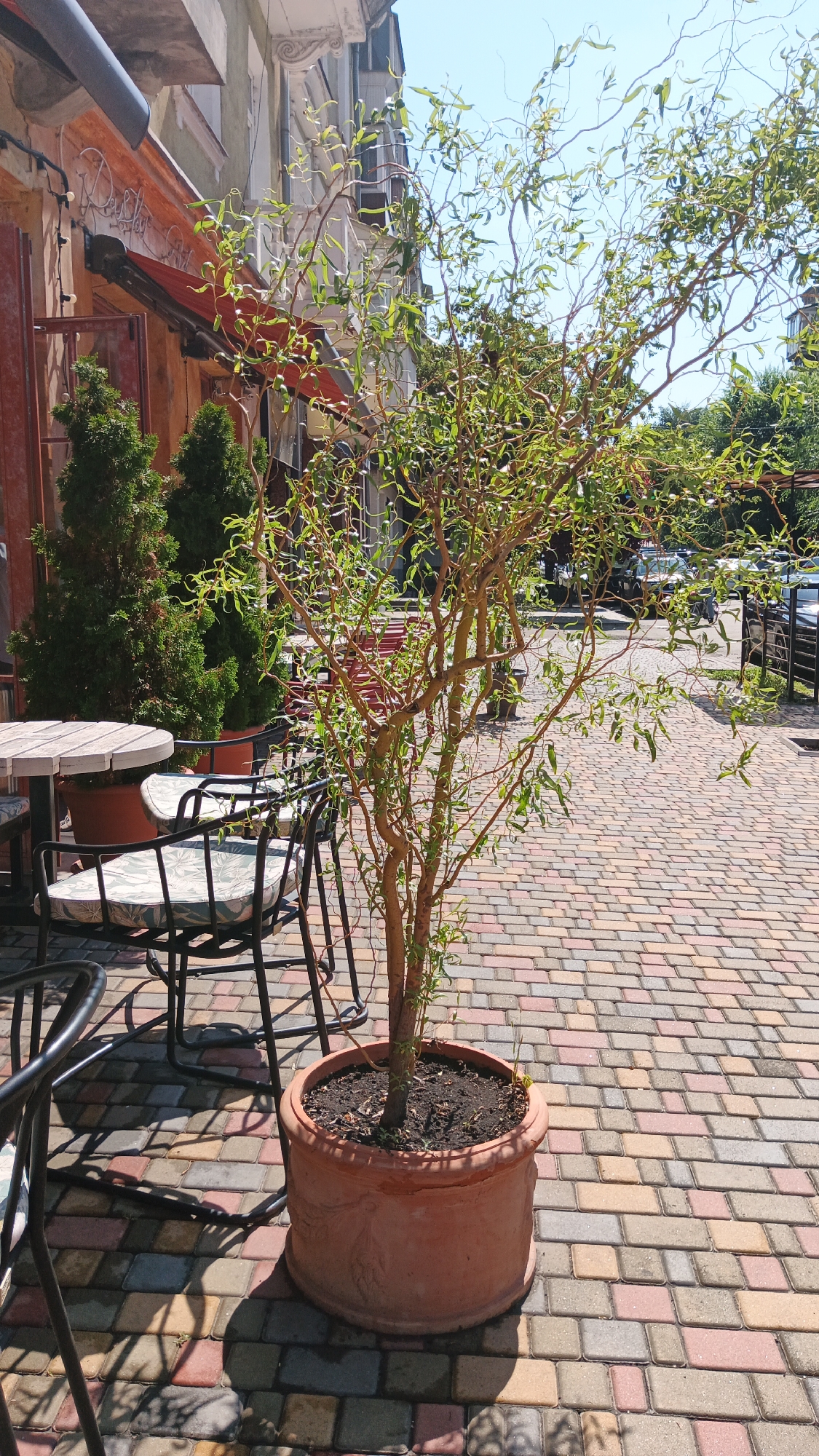The image shows an outdoor seating area of a cafe or restaurant on a sunny day. In the foreground, a potted tree with thin, twisting branches and sparse green leaves stands on a brick-paved walkway. To the left, a round wooden table with metal chairs is partially visible. The chairs have cushions with a floral pattern. In the background, there is a building with a light-colored facade and a red awning over a window. Several evergreen trees in large terracotta pots are placed near the building. Further in the background, cars are parked along a street. The overall scene suggests a pleasant outdoor environment for dining or relaxation. The location is specified as Kryvyi Rih, Ukraine.