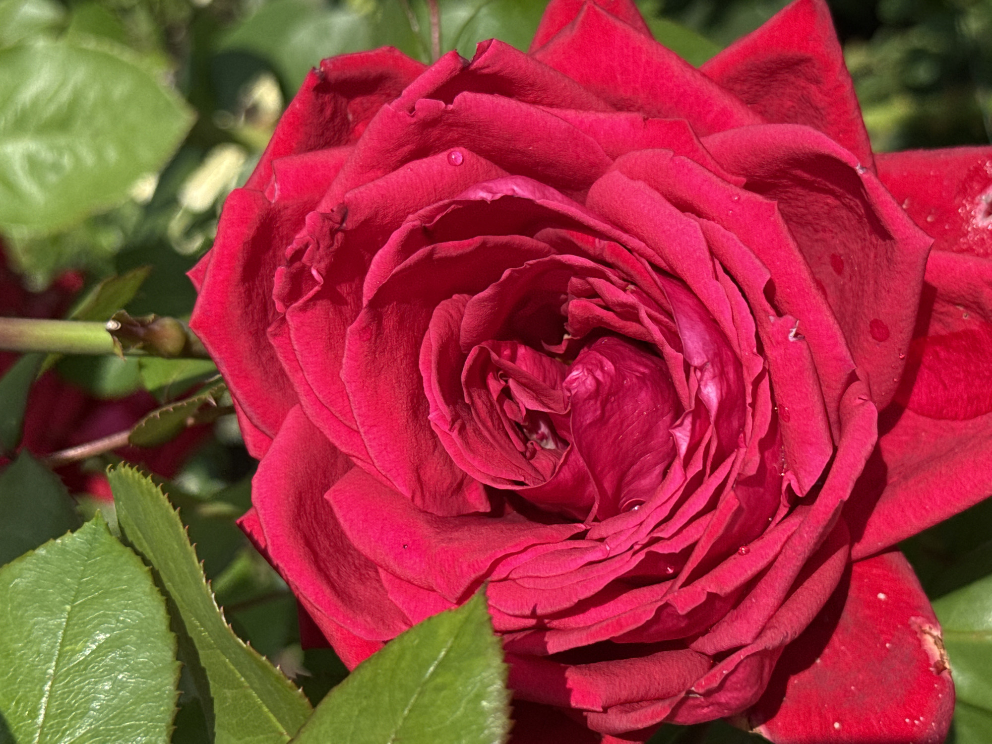 A close-up, overhead view of a vibrant red rose in full bloom. The petals are tightly furled towards the center, creating a spiral pattern. Several small water droplets are visible on the petals, suggesting recent rain or dew. The rose is surrounded by lush green leaves, some of which are sharply serrated along the edges. The background is a blur of more green foliage, indicating an outdoor setting, likely a garden. The lighting suggests it is daytime, with sunlight illuminating the rose and casting subtle shadows. There are no people or animals present in the image. The image does not contain any specific landmarks or features that would definitively place it in Votkinsk, Russia.