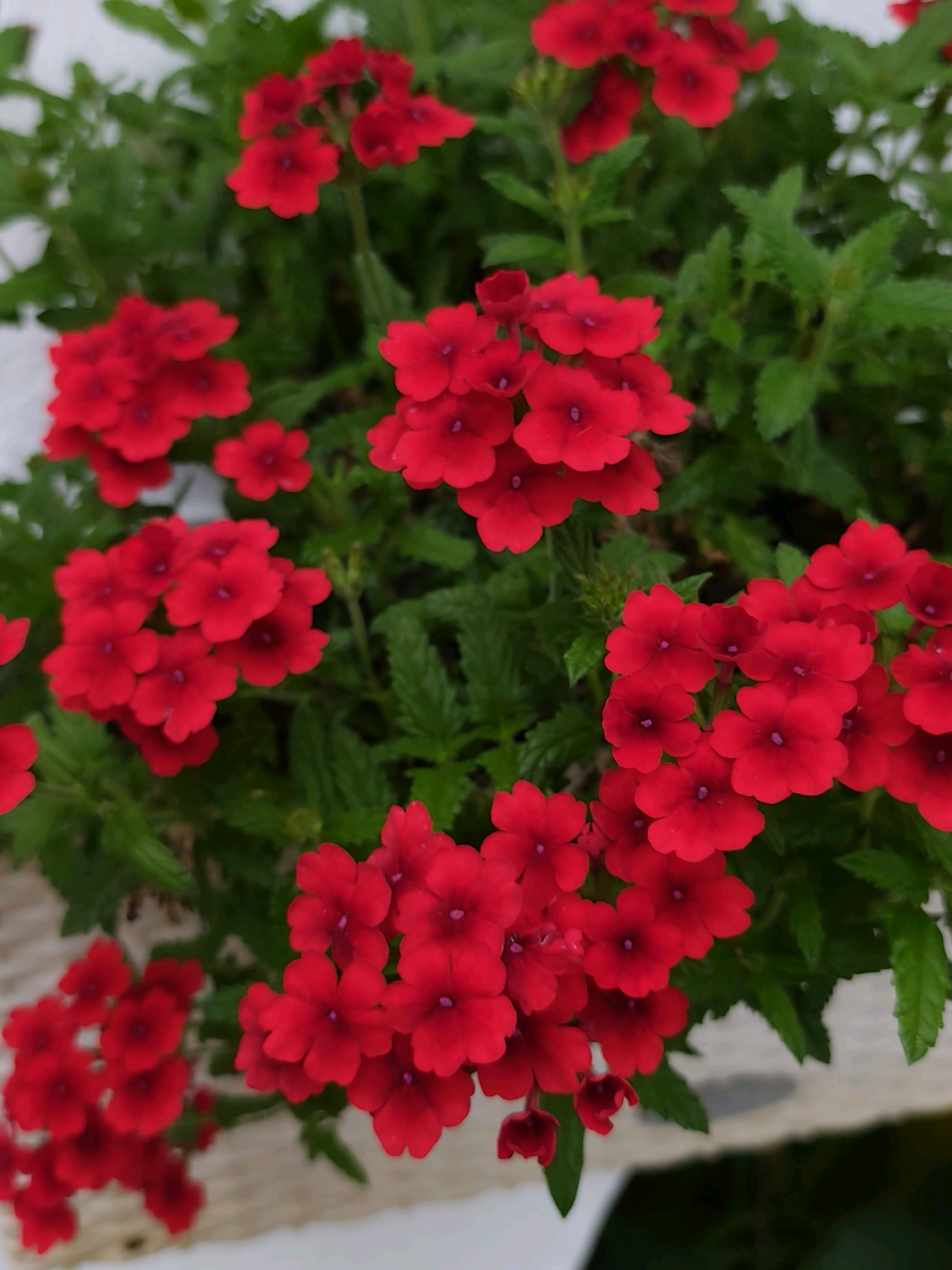 The image shows a close-up of a cluster of vibrant red verbena flowers against a backdrop of green foliage. The flowers are small and trumpet-shaped, with five petals that curve outwards. They are arranged in dense clusters on thin stems, creating a full and abundant visual effect. The leaves are a deep green, serrated, and slightly fuzzy. The lighting suggests it might be a bright, overcast day or that the flowers are in shade, as there are no harsh shadows. The background is softly blurred, with hints of white and darker green, suggesting other plants or possibly a wall or fence. There is a subtle texture in the lower portion of the image, appearing as a light-colored woven material, possibly a basket or planter liner. There are no people or animals visible in the frame. The scene is typical of a garden or a balcony planting. Without further context, the location in Sochi, Russia cannot be determined from the image itself; it appears to be a generic botanical scene.