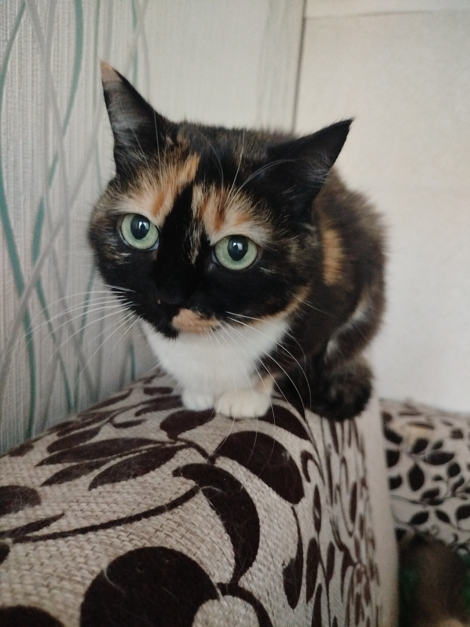 A calico or tortoiseshell cat is pictured indoors, perched on the back of a sofa or armchair. The cat has striking bright green eyes, a black face with patches of orange-brown on its forehead and cheeks, and a white muzzle and chest. Its fur is a mix of black, orange-brown, and white. Long, white whiskers extend from its face. The cat is looking directly at the camera with an alert and curious expression. The furniture it sits on is upholstered in a light, possibly beige, fabric with dark brown, abstract or leaf-like patterns. In the background, a wall is covered with light-colored wallpaper featuring faint, light blue-green vertical wavy lines. The lighting suggests it is daytime. There is no visible text in the image.