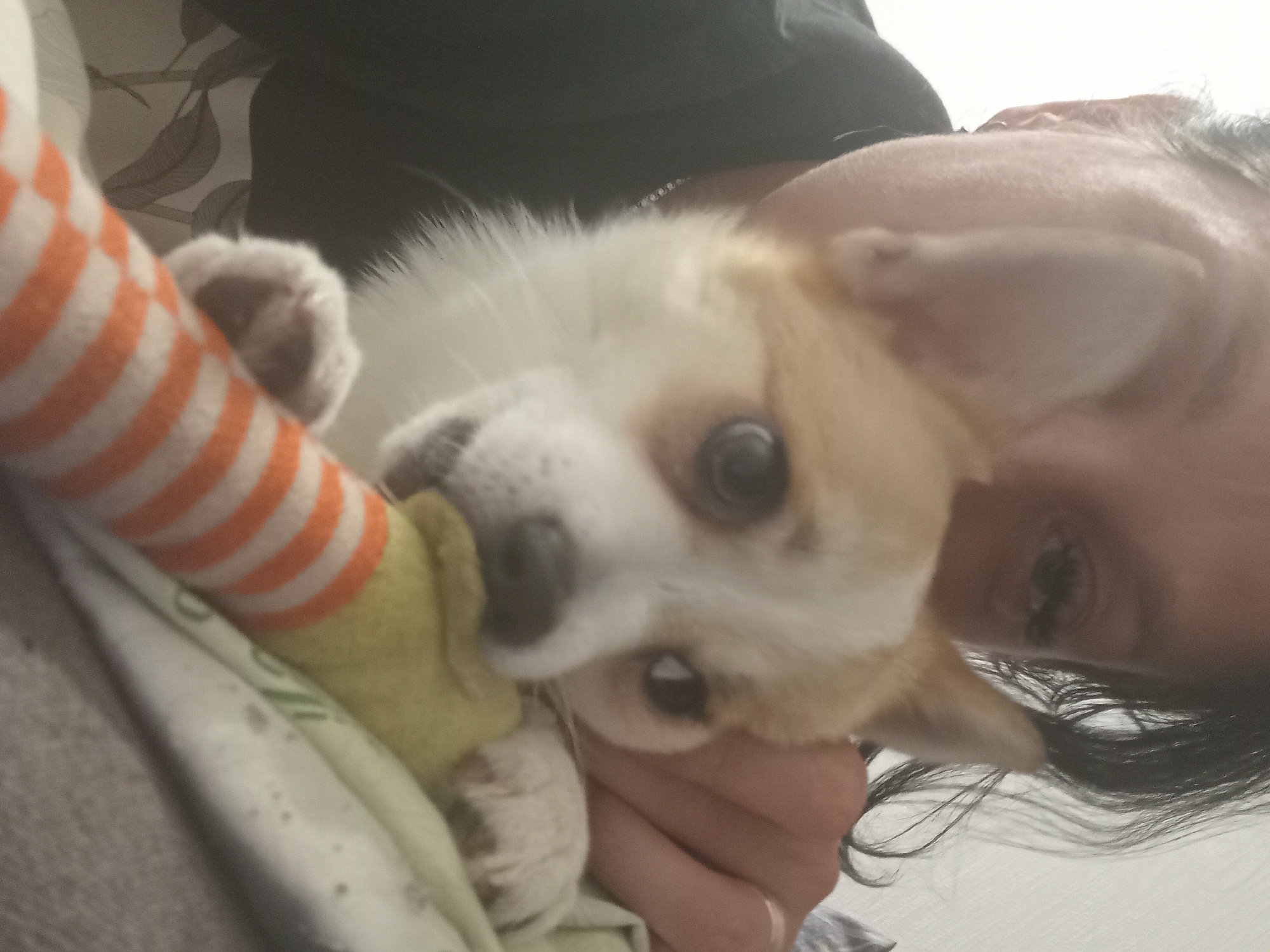 A woman's face and shoulder are visible in the upper left of the image, partially obscured by a small dog. The dog, a corgi with white and tan markings, is in the center of the frame, looking towards the viewer and holding a yellow and orange striped toy in its mouth. The dog's right paw is resting on a white blanket with a faint leaf pattern. The woman's hair is dark and wavy. The background is out of focus, appearing to be a wall and a textured surface. The image was taken indoors, with soft lighting. The location in the city of Chuhuiv, Ukraine, is not discernible from the image.