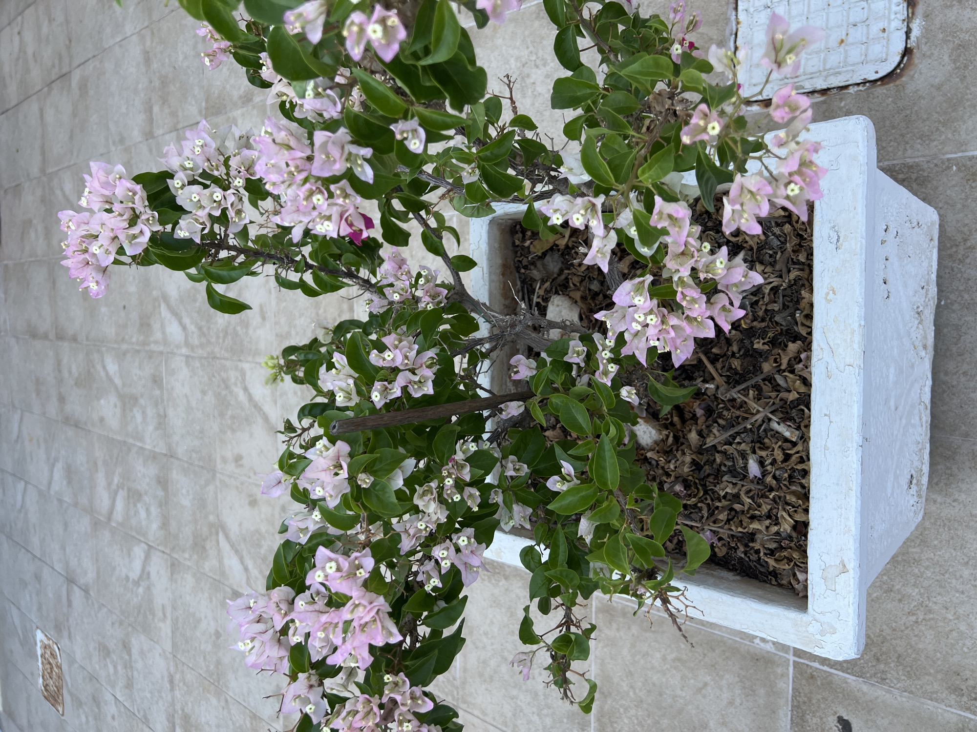A high-angle, close-up shot shows a potted bougainvillea plant with light pink and white bracts and green leaves. The plant is in a white rectangular planter with chipped paint, sitting on a tiled surface. The tiles are a light beige color with a subtle grid pattern. The soil in the planter appears dry and is covered with dead leaves. The scene is outdoors, suggesting a patio or balcony area. The location is identified as Karavos, Greece, though no specific architectural features or landmarks are visible to confirm this. There are no people or animals present in the image.