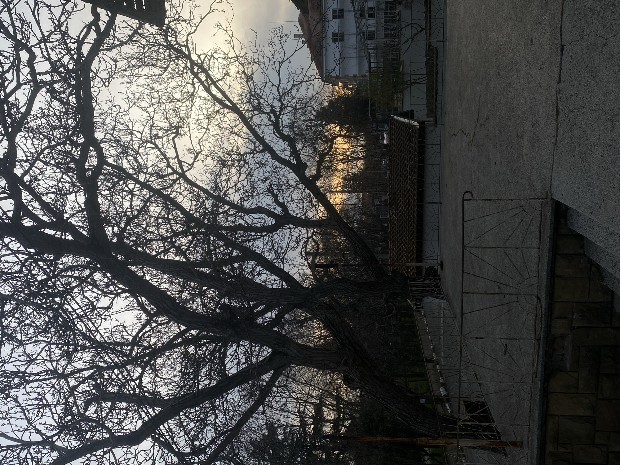 The image depicts a scene in Goritsa, Bulgaria, featuring a large, bare tree with intricate branches dominating the left side of the frame. The sky is visible through the branches, suggesting it might be dusk or dawn. To the right of the tree, there's a paved area or sidewalk. Further in the background, there is a building appearing to be under construction or renovation as scaffolding can be seen. A fenced area with metal details adds a border. The image is taken at an angle, suggesting the camera was tilted or rotated.