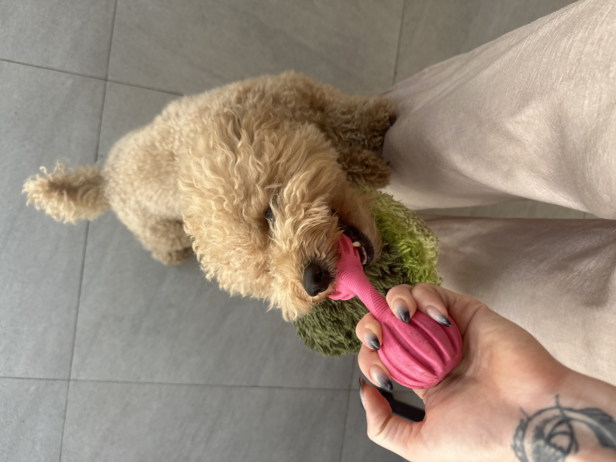 In North Kuta, Indonesia, a small, light brown poodle-mix dog is actively playing with a bright pink chew toy held by a person's hand. The dog is positioned in the foreground, facing the toy and gripping it with its mouth. The toy itself is textured and appears to be made of rubber. A green, fluffy object is also partially visible near the dog's mouth. The person's hand, which is holding the toy, has manicured nails with a black-to-grey ombre design and a tattoo on the wrist. The dog is standing on a light-colored tiled floor, and the background consists of large, rectangular grey tiles. The lower half of the image shows the person's legs, covered in pale pink, silky pants. The scene suggests an indoor or covered outdoor setting, likely a home.