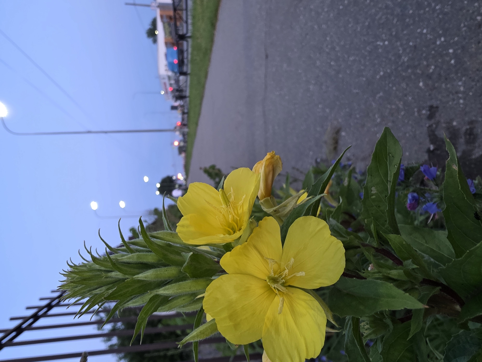 At dusk, yellow flowers bloom alongside a sidewalk in Chaikovsky, Russia. The flowers, in focus on the left, are bright yellow with four petals each. Behind them, a tall stalk with numerous buds and green leaves rises. A dark metal fence is visible to the left of the flowers. The sidewalk, paved with gray asphalt, stretches into the background on the right. Streetlights illuminate the scene, casting a soft glow on the sky. In the distance, cars and buildings are visible, suggesting a suburban or urban environment. People are present but indistinct in the background. The overall atmosphere is serene, with the natural beauty of the flowers contrasting with the urban setting.