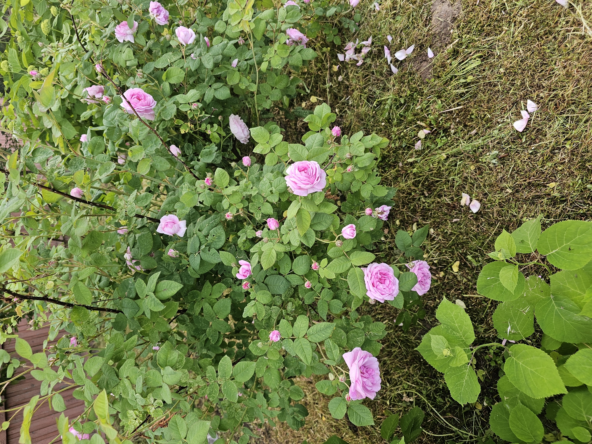 In Chukholovo, Russia, a rose bush with numerous pink blooms and green leaves is captured in a garden setting. The bush is dense with many unopened buds and fully bloomed flowers. Fallen petals are scattered on the grassy ground beneath the bush, with some visible on the grass and soil. In the foreground, the large, vibrant green leaves of another plant, possibly a hydrangea, are prominent. The background features a wooden fence. The scene appears to be a natural, outdoor environment, likely a residential garden. There are no people or animals visible in the image.