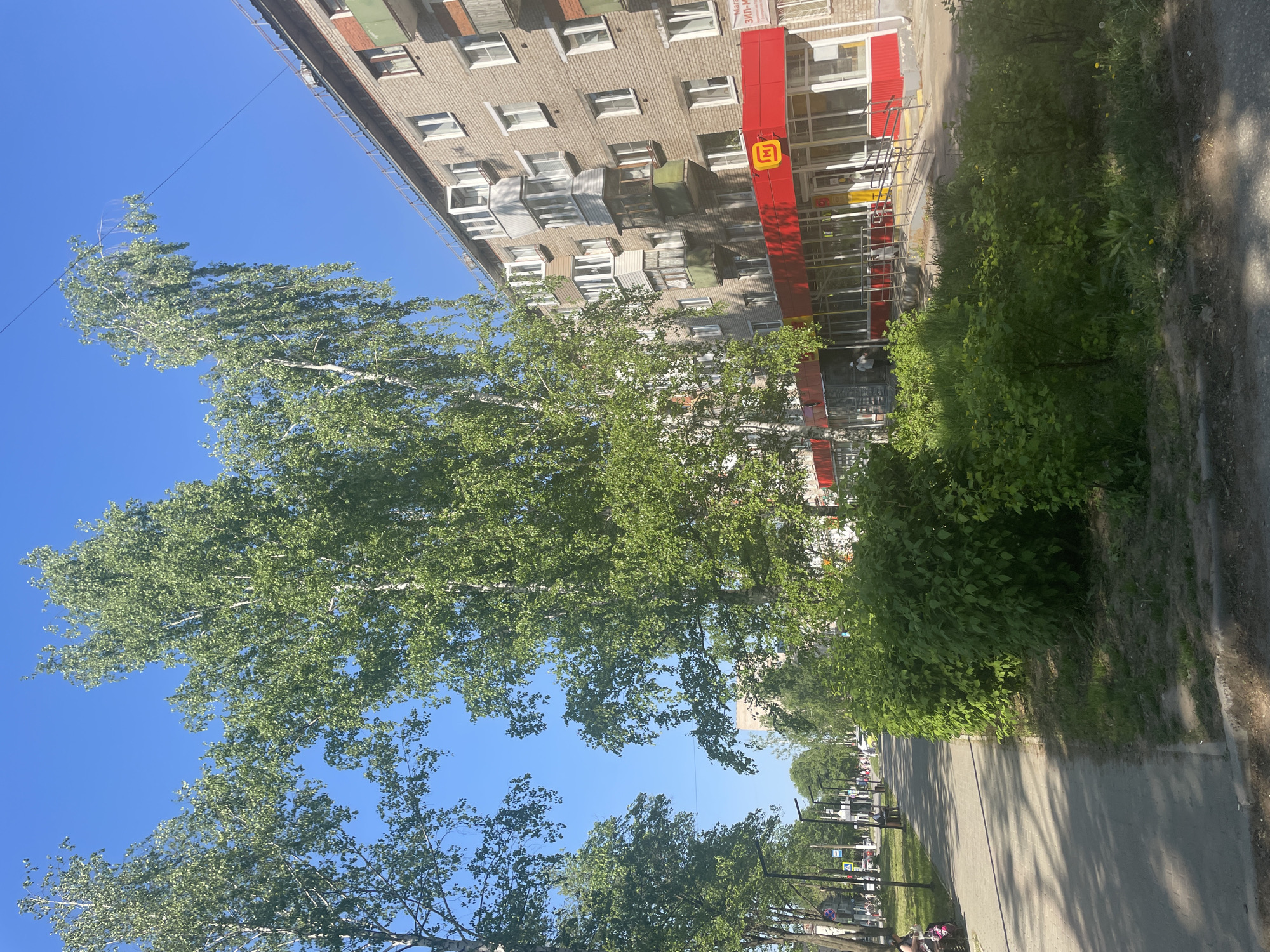 The image presents a street scene in Chaikovsky, Russia, captured on a sunny day. A residential brick building with multiple windows and balconies forms the backdrop. A "Pyaterochka" supermarket with a red facade and yellow signage is visible at the building's base. Tall birch trees with green foliage dominate the left side of the frame, partially obscuring the blue sky. A sidewalk runs along the right side, bordered by lush green bushes. In the distance, a row of trees lines the street, with streetlights and pedestrian activity visible along the walkway. The overall impression is of a typical urban landscape in Russia during the summer.