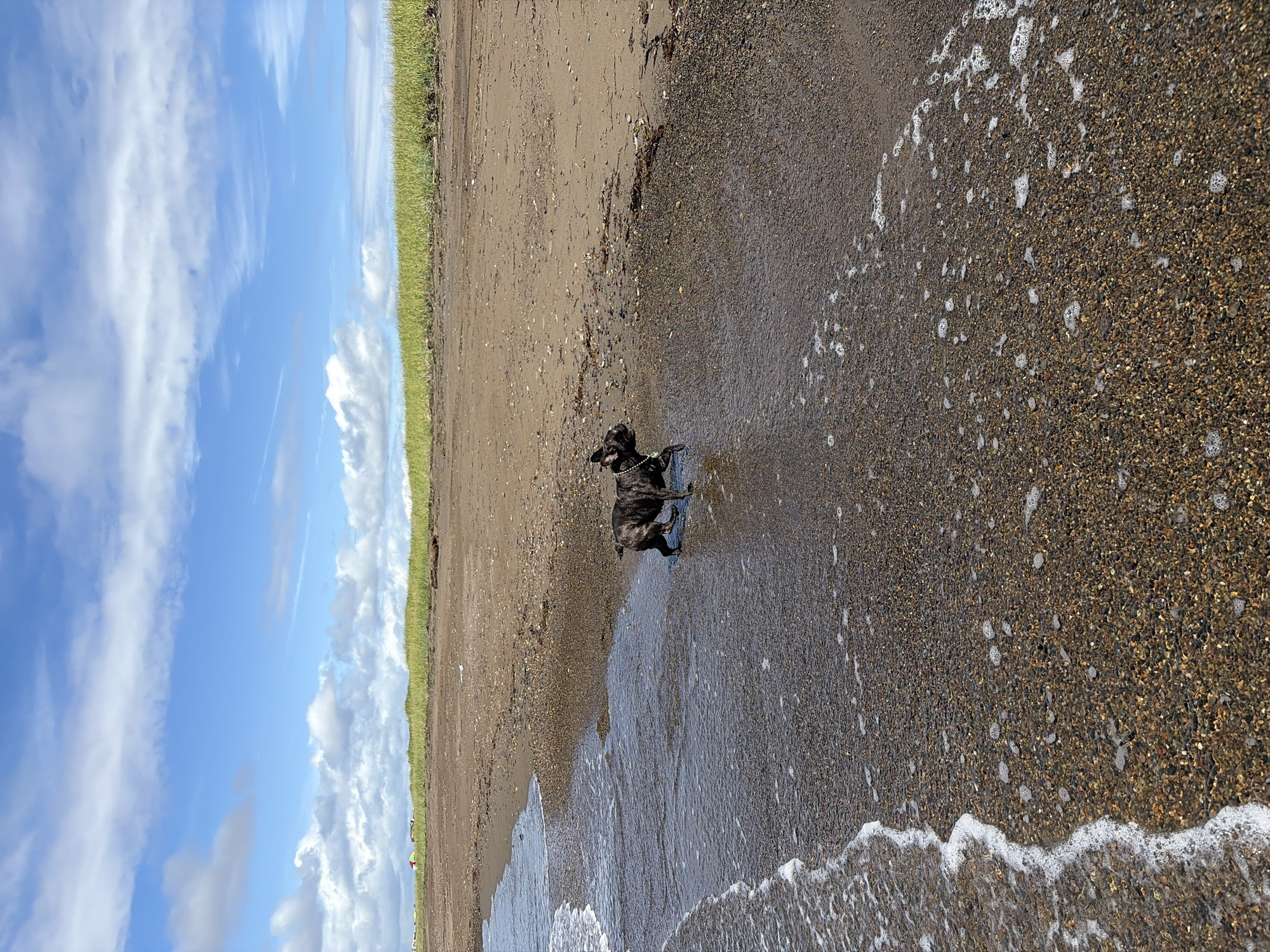 A small, brindle-colored French bulldog is walking in shallow water at the edge of a beach. The dog is facing right, with its tail slightly raised. The water is clear and reflects the sky. The beach is composed of small pebbles and sand, with some dry seaweed scattered on the shore. In the background, there is a line of green grass, beyond which the sky is blue with scattered white clouds. The scene appears to be a tranquil day at the beach. The location is the beach in Ozerskoe, Russia.