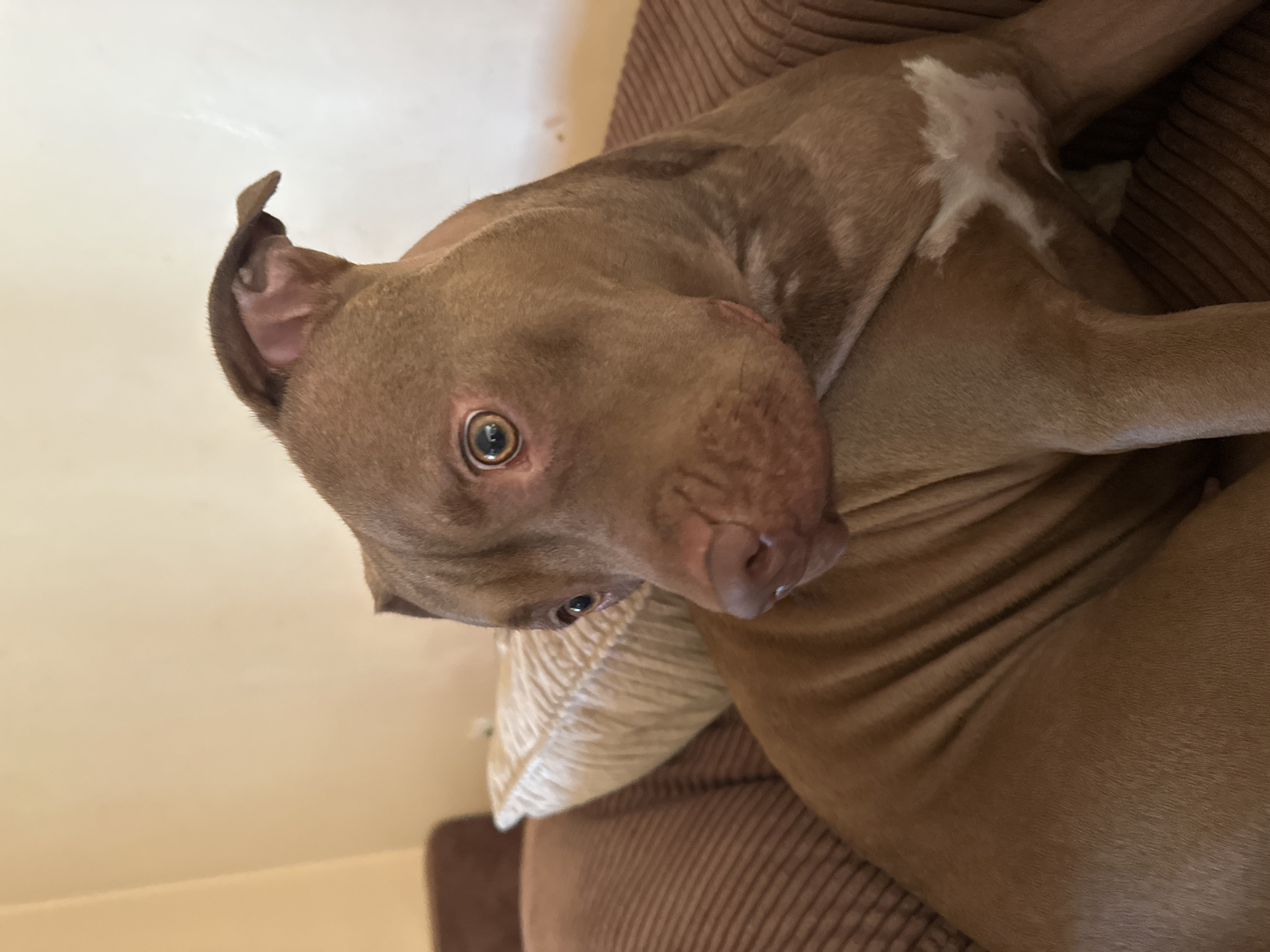 A medium shot captures a brown pit bull dog sitting on a brown corduroy couch. The dog is positioned in the center of the frame, facing left and looking away from the camera. Its ears are perked, and its eyes are a bright amber color. A white patch of fur is visible on its chest. The couch has a textured surface, and a light-colored pillow is placed behind the dog. The background is a plain, light-colored wall. No specific location within Malevo, Bulgaria, is discernible from the image.