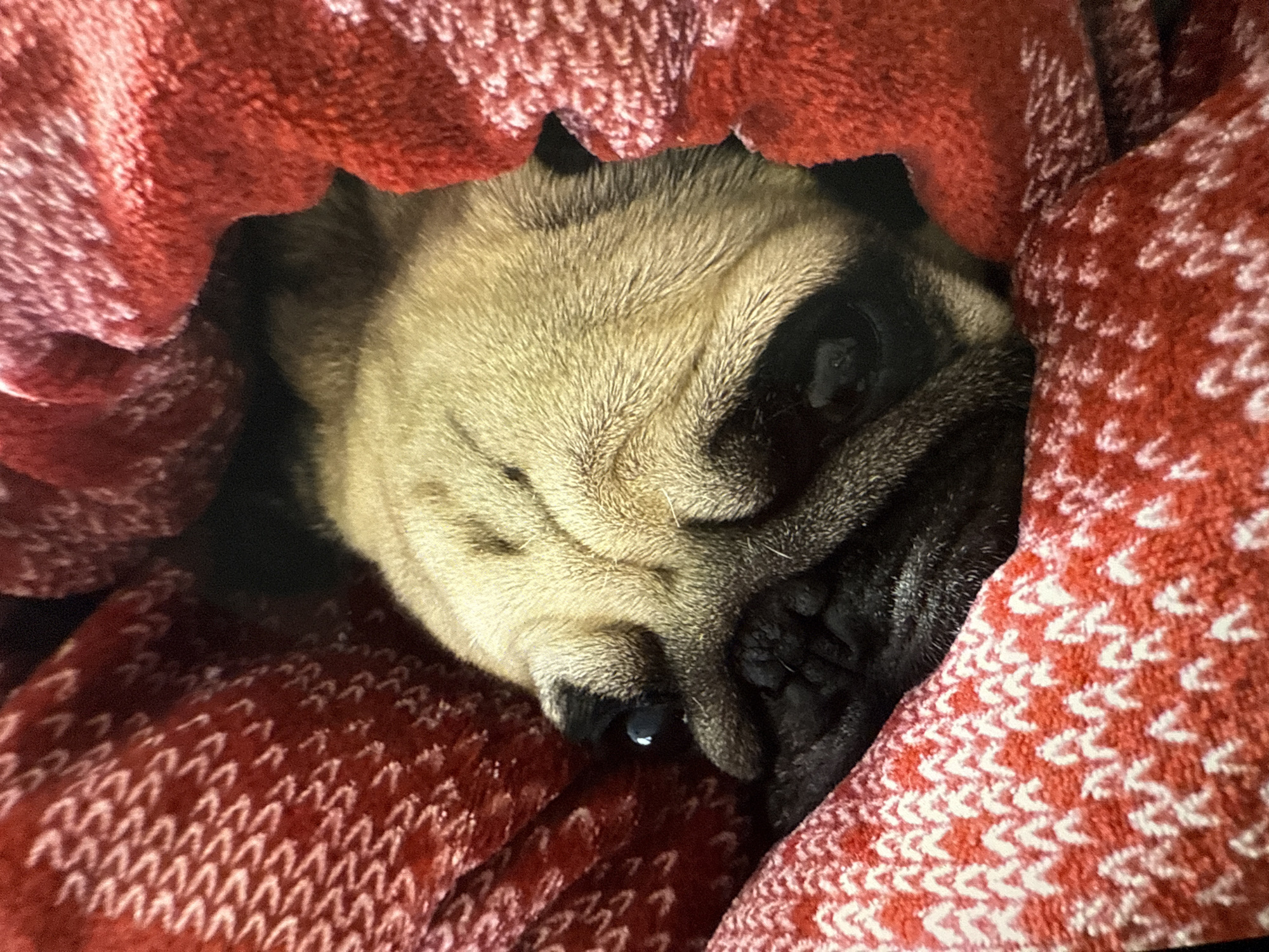 A pug, with fawn-colored fur and black facial markings, is nestled within a red and white patterned blanket. The pug's face is mostly visible, with one eye open and looking forward. The blanket is draped around the pug, creating a cozy enclosure. The image is a close-up shot, focusing on the pug and the texture of the blanket.