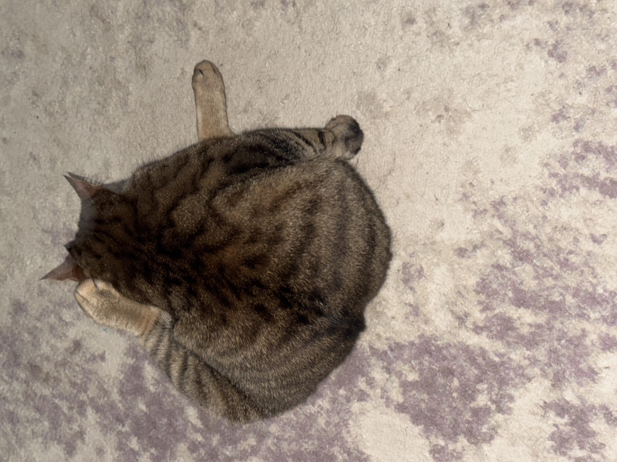 A brown tabby cat is curled up on a light-colored carpet. The cat's head is turned towards the left side of the frame, and its tail is curled around its body on the right side. One paw is extended upwards. The background is a light-colored carpet with a slightly mottled pattern. The image provides no clues that allow for location in Chaikovsky, Russia.