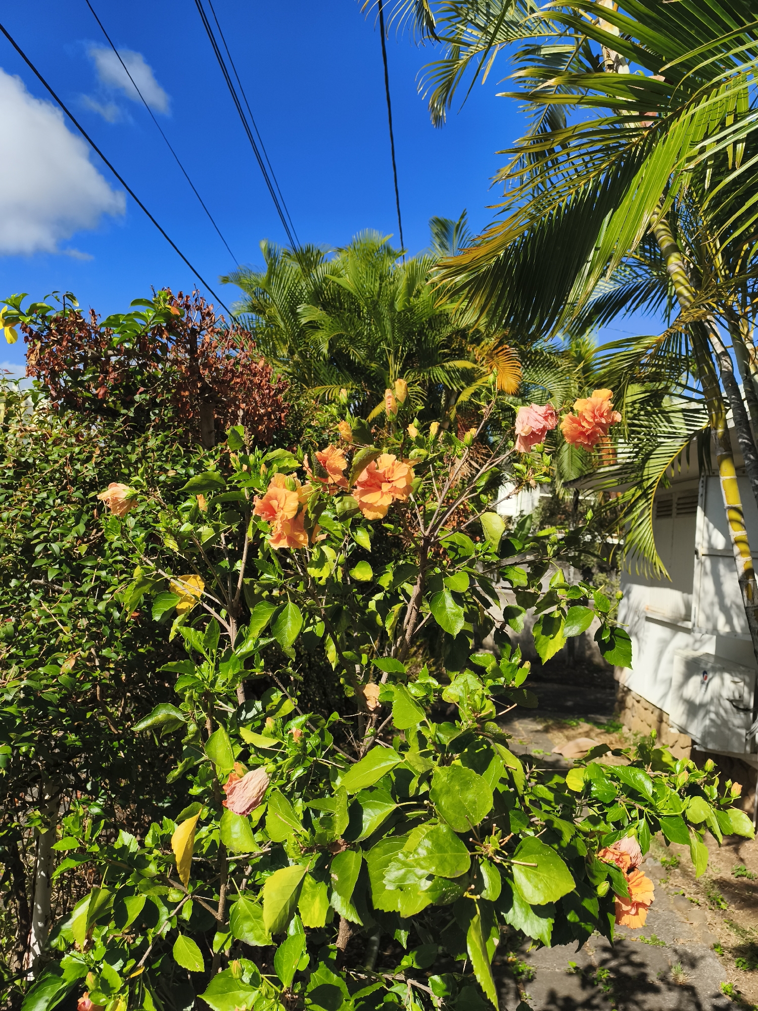 The image depicts a vibrant scene of lush vegetation and blooming hibiscus flowers against a clear blue sky. In the foreground, a bush laden with bright orange and pink hibiscus flowers is prominently featured. The leaves are a deep green, indicative of a healthy plant. Behind the hibiscus bush, there is another plant with reddish-brown foliage, possibly a different species or a plant in a different stage of its life cycle. Towering palm trees with their distinctive fronds extend from the right side of the frame, reaching towards the sky. The sky itself is a brilliant blue, with a few scattered white clouds adding texture.
In the background, a white building with visible architectural details, such as louvred windows or shutters, can be seen. The building appears to be a house or a small structure. The ground in front of the building is paved with what looks like concrete or stone, with some vegetation growing through the cracks.
Overhead, black electrical wires are stretched across the sky, suggesting the presence of urban or suburban infrastructure. The overall impression is one of a sunny day in a tropical or subtropical environment, possibly a residential area with well-maintained gardens.
Regarding the specific location in the city of Saint-Denis, France, the image does not contain any direct visual cues to confirm this. The presence of palm trees and hibiscus flowers could suggest a warmer climate, but Saint-Denis, France, is located in a temperate zone. Without further information or context, it is impossible to definitively place this image within Saint-Denis, France. The description is therefore based solely on the visual elements present in the photograph.