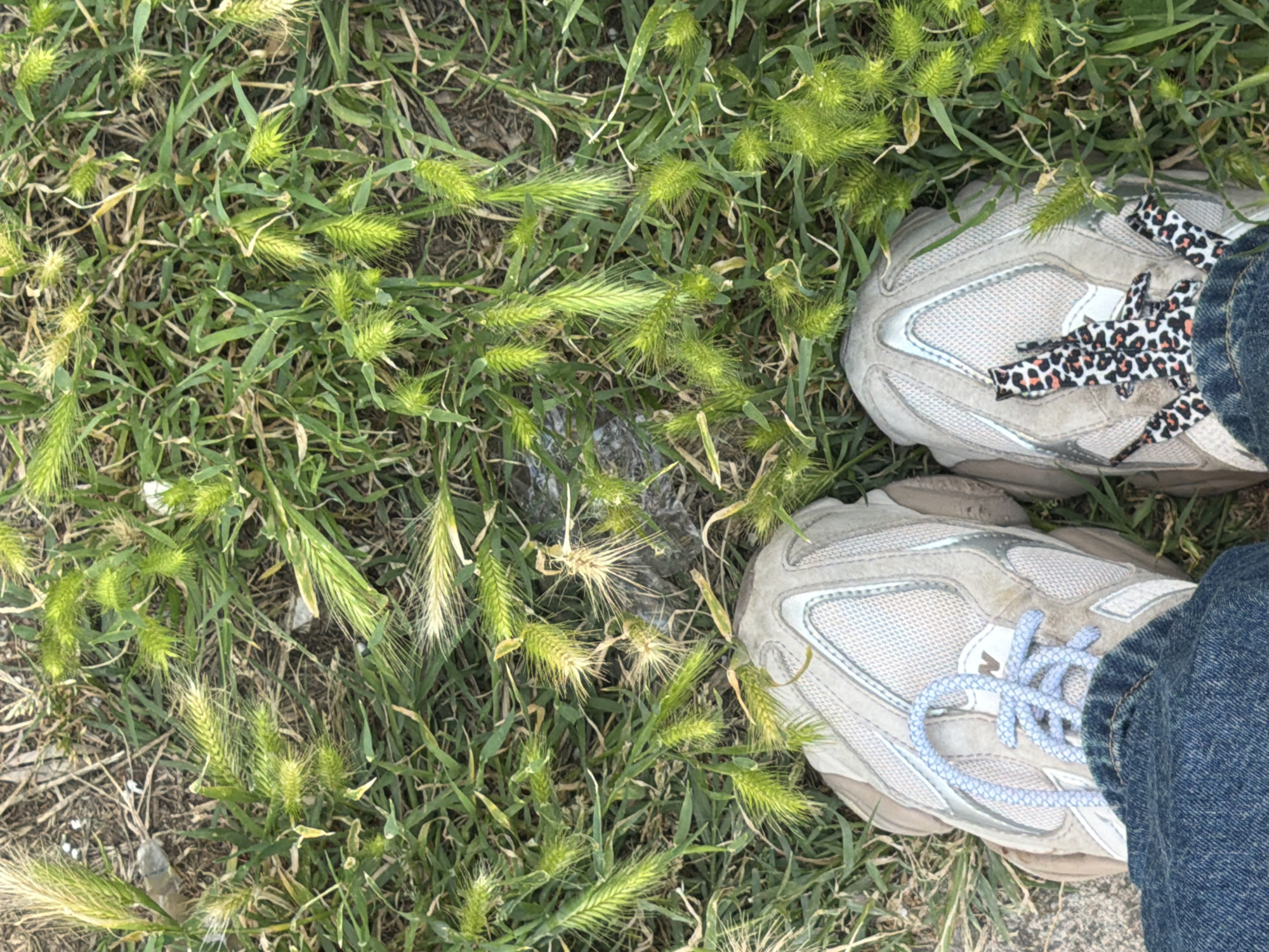 The image shows a ground-level view of grass and weeds, with two feet wearing athletic shoes partially visible. The shoe on the right has laces with a leopard print pattern, while the left shoe has light blue laces. The grass is a mix of green and yellowing blades, interspersed with weeds featuring spiky, green seed heads. Patches of bare earth are also visible. The location cannot be determined definitively as Budva, Montenegro, based solely on the image.