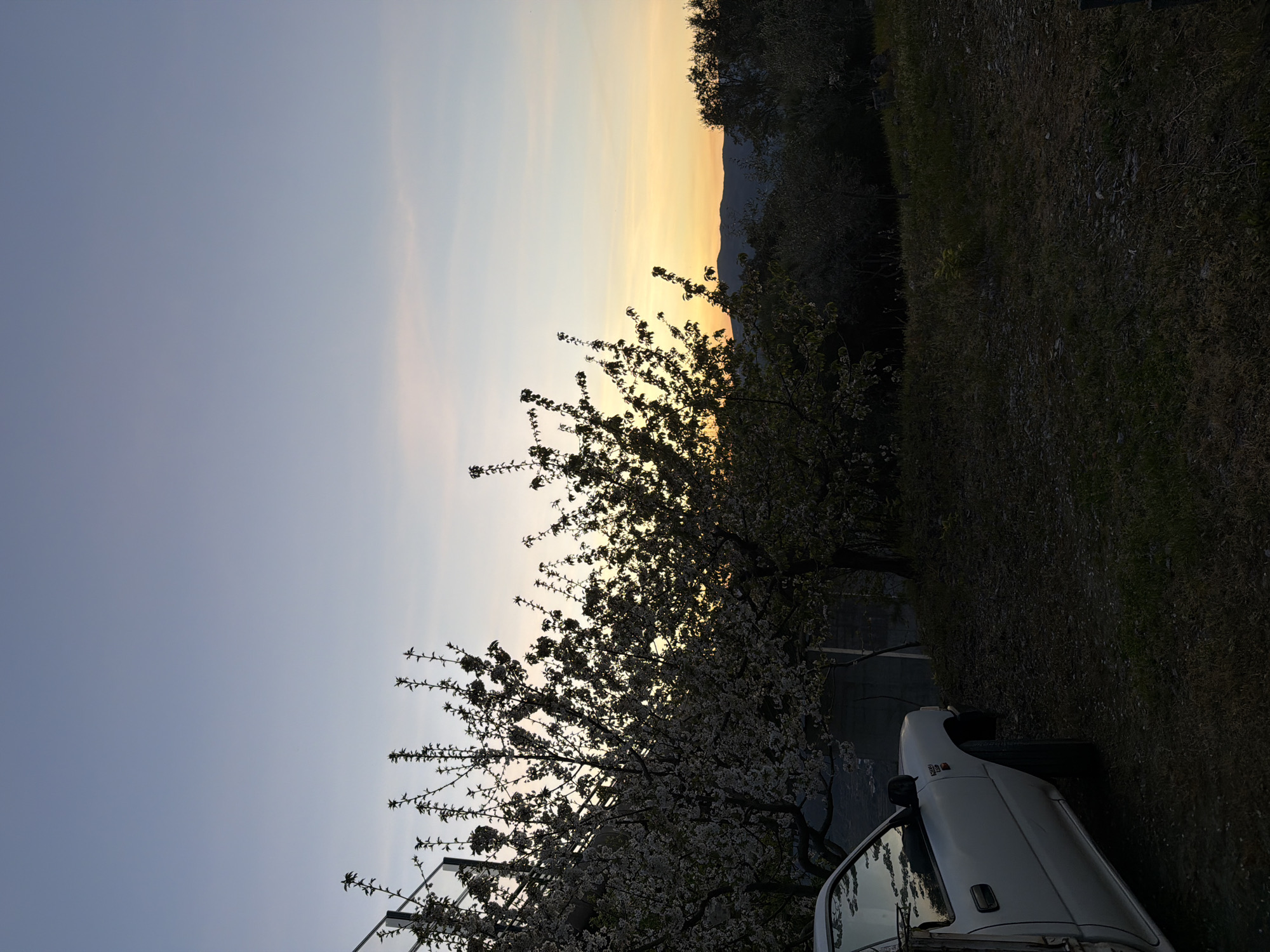 The image shows a sunset view over Vila Real, Portugal. The sky transitions from a pale blue to orange and yellow near the horizon, possibly obscured by distant mountains or hills. In the foreground is a tree with white blossoms, silhouetted against the sunset. The corner of a white car is visible in the lower right of the frame. The location appears to be in a rural or semi-rural area, with grassy vegetation to the right of the image.