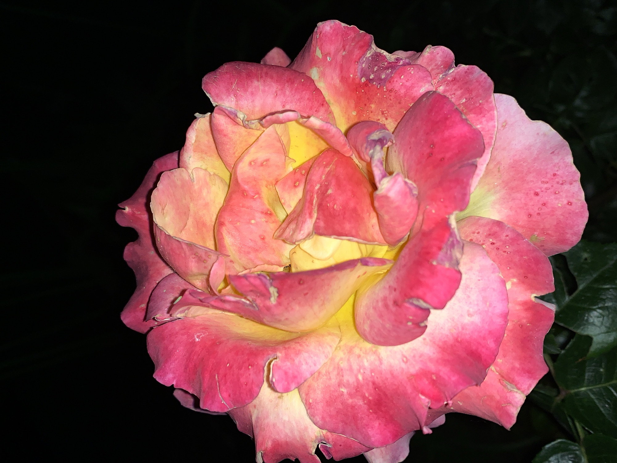 The media file presents a close-up, high-angle photograph of a single rose flower set against a very dark, almost black background. The rose is the primary subject, occupying a significant portion of the frame and appearing in full bloom.
The petals of the rose display a vibrant dual coloration, transitioning from a rich pink or magenta at their outer edges to a softer yellow and cream towards the center of the bloom. This creates a striking gradient across the densely packed petals. Numerous small, light-colored specks or dots are visible on the surface of many petals, possibly indicating water droplets, dust, or minor imperfections. Some petal edges appear slightly curled or worn.
The dark background strongly suggests the image was captured at nighttime or in very low light conditions, with the rose itself brightly illuminated, likely by an artificial light source such as a camera flash. This strong contrast between the illuminated flower and the deep shadows enhances the flower's vivid colors and intricate details. On the right side of the image, a few dark green leaves are partially visible and appear slightly out of focus, indicating the rose is part of a plant. No specific activity is depicted, as it is a still life image of a flower. There is no visible text within the media file.
