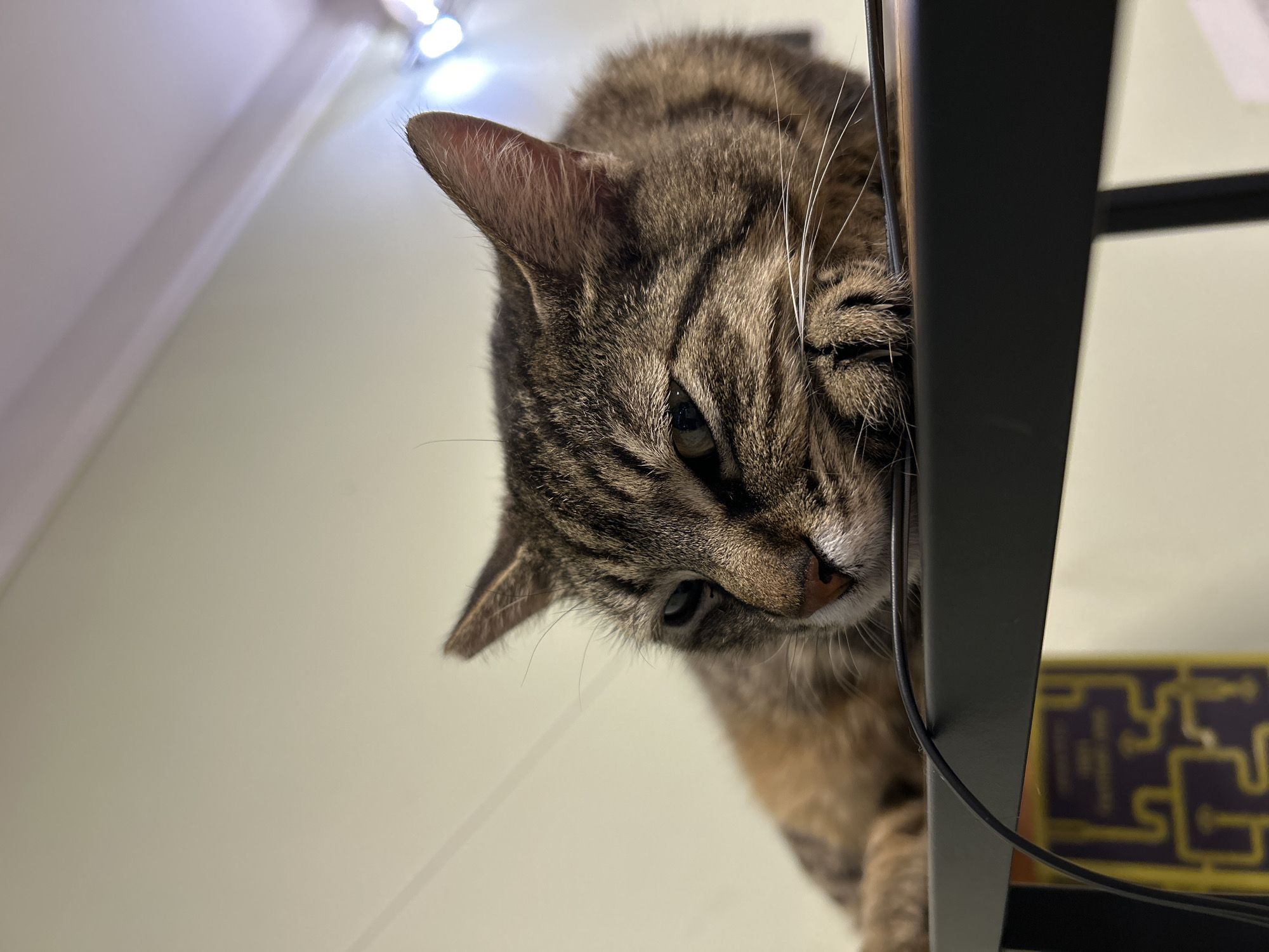 A close-up, low-angle shot shows a brown tabby cat peering down from an elevated position. The cat is positioned behind a black metal shelving unit. The background is a pale wall with string lights visible at the top. Part of a yellow object with a dark pattern is visible behind the shelving unit. The cat's face is partially obscured by the shelving unit.