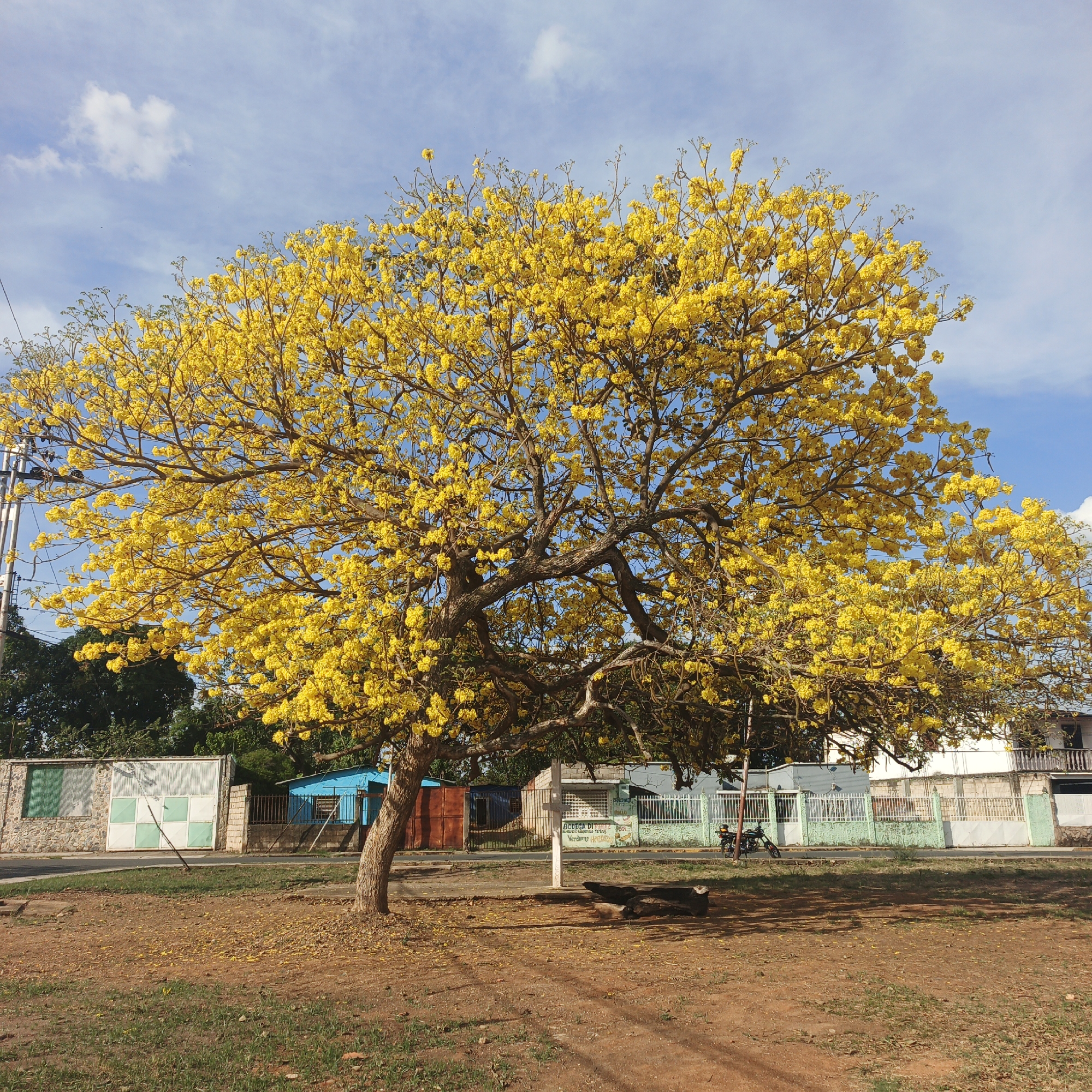 A vibrant yellow flowering tree dominates the scene in Tinaquillo, Venezuela. The tree's foliage is dense and fully bloomed. Beneath the tree, the ground is covered with fallen yellow flowers. In the background are houses with fences, with some having colorful accents. A motorcycle is parked near one of the houses. The sky is blue with scattered white clouds. Overhead power lines are present on the left side of the image. The ground is predominantly dirt.