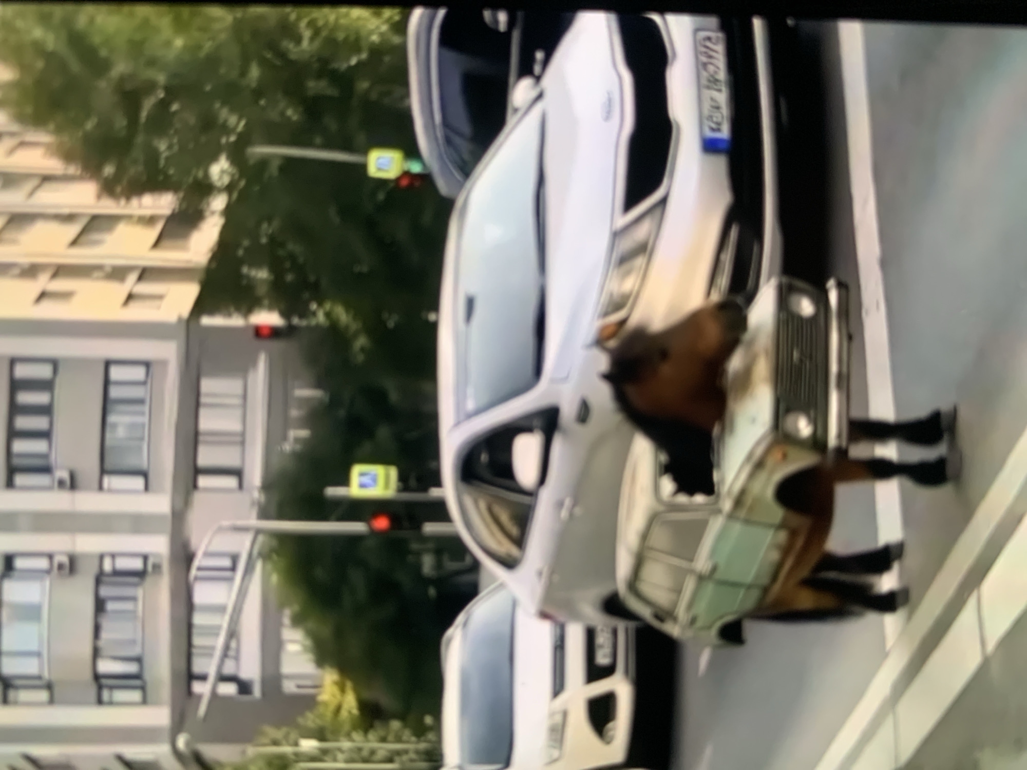 The image depicts a surreal scene on a city street, possibly in Stavropol, Russia, given the context provided by the user. In the foreground, a horse is inexplicably integrated with the body of a light-green, older model car, appearing as if the horse's head and neck emerge from where the car's front would be, and its legs extend downwards, replacing the car's chassis. This unusual hybrid is standing on a pedestrian crossing marked with white stripes.
Behind this peculiar sight, several vehicles are present on the road. A white SUV is to the left, and a silver sedan is in the center, with its front passenger-side door open. Another dark-colored SUV is visible further back. Traffic lights and street signs, including a pedestrian crossing sign with a yellow background, are scattered throughout the scene, indicating an urban intersection. Buildings with multiple windows and balconies line the background, suggesting a residential or commercial area. The overall lighting suggests it is daytime.