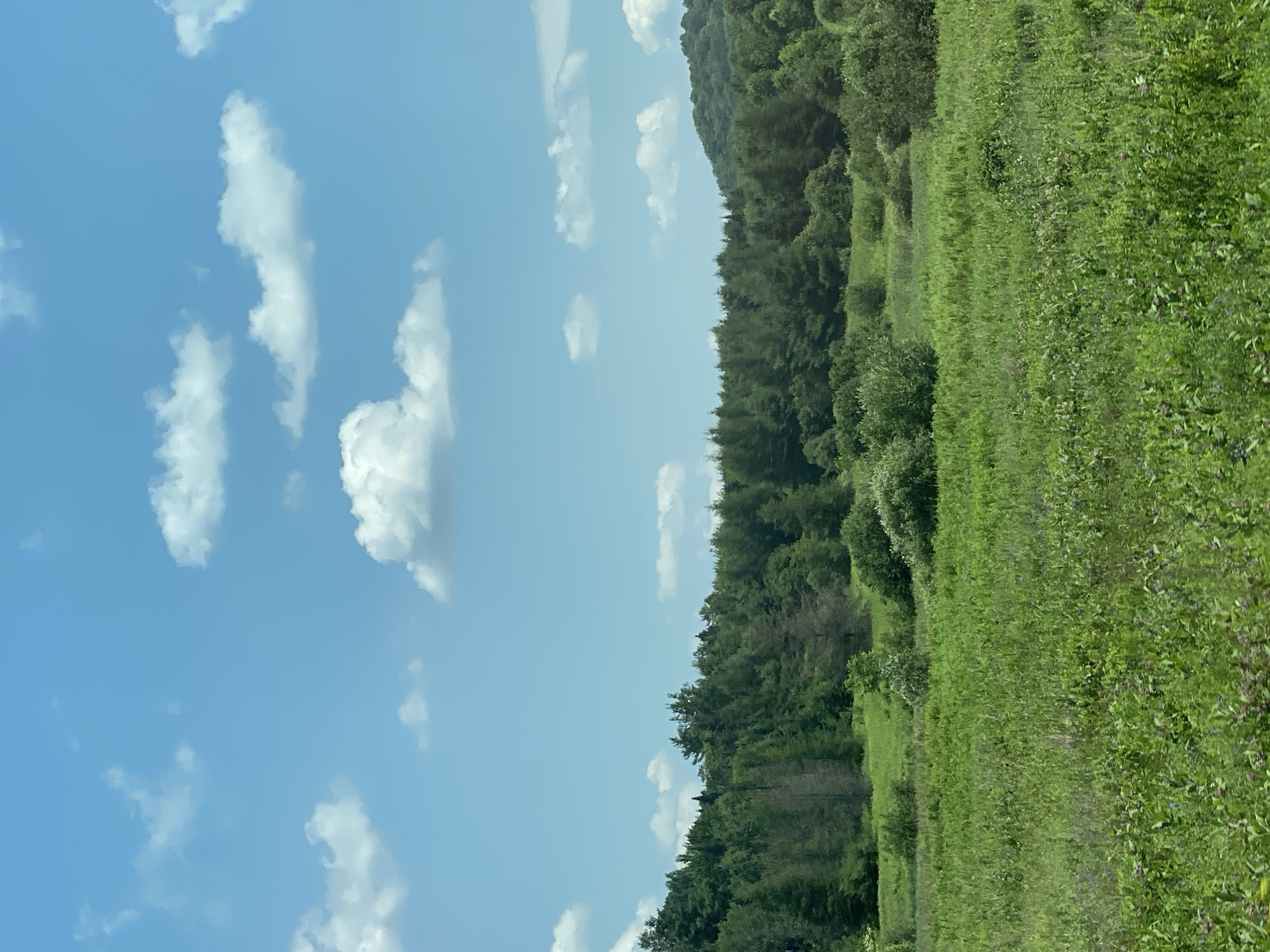 The media file depicts a serene natural landscape. The scene is divided horizontally, with the upper half showcasing a bright blue sky dotted with fluffy white clouds. The lower half reveals a lush, vibrant green field that transitions into a dense forest at the far left. Rolling hills covered in trees form the backdrop behind the field and forest. The overall impression is one of a beautiful, clear day in a rural or natural setting. The lighting suggests it is daytime, likely late morning or early afternoon given the brightness of the sky. The abundance of greenery and the clear sky indicate pleasant weather. No people, objects, or text are visible in the media file. The location context provided is Saint-André-Avellin, Canada, which aligns with the natural, possibly Canadian wilderness, scenery.