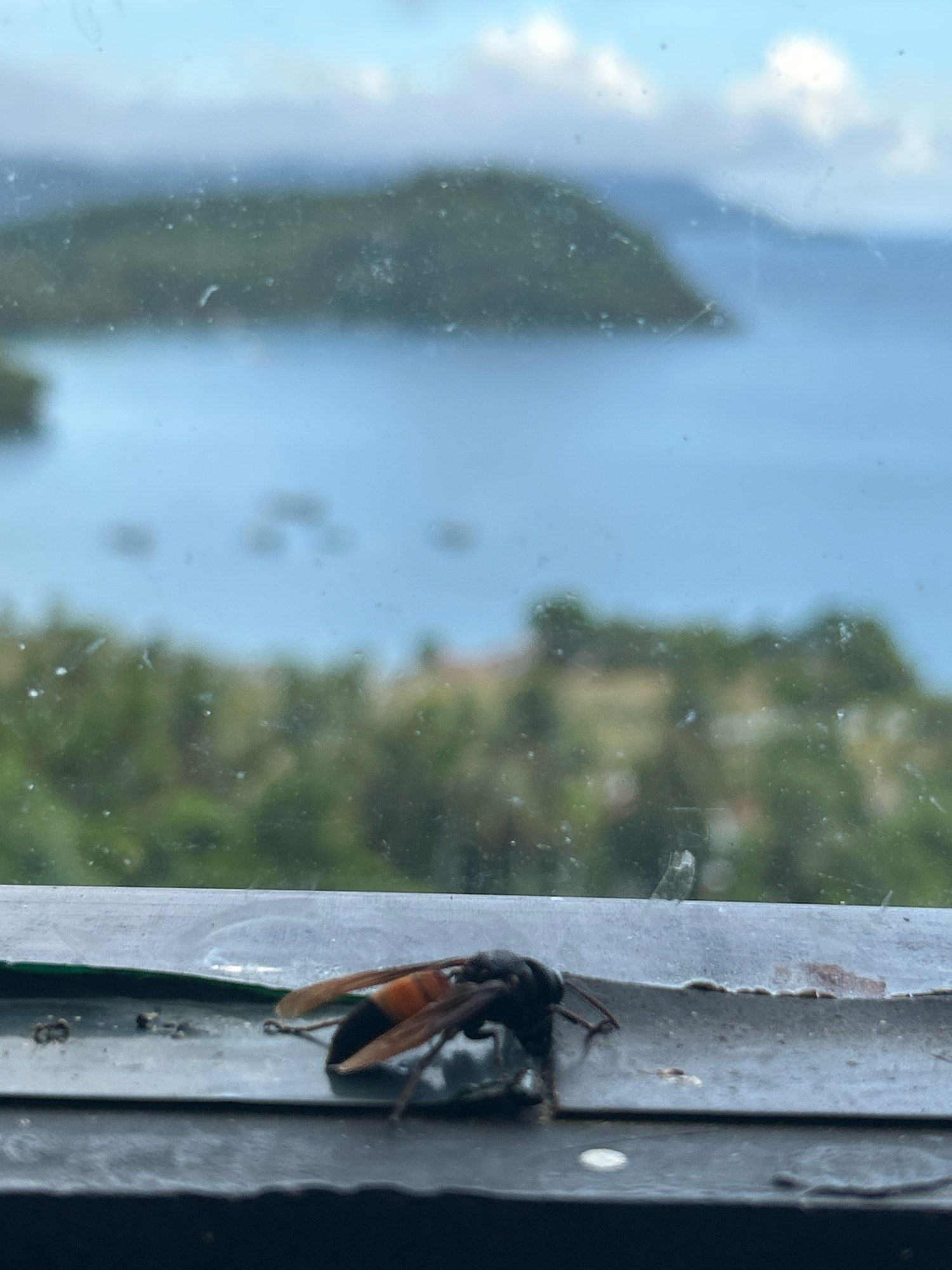 A close-up, horizontal shot focuses on a large, black and orange wasp with transparent wings resting on a dark, textured surface, possibly a windowsill. The wasp is positioned in the foreground, with its head facing left and its body angled slightly away from the viewer. Behind the wasp, a blurry background reveals a body of water, lush green hills, and a light blue sky, suggesting an outdoor, possibly tropical, environment. The overall scene is out of focus, with dust or water spots visible on a glass surface in front of the background. The image does not contain any identifiable landmarks or features that specifically place it within the city of Sabang, Indonesia.